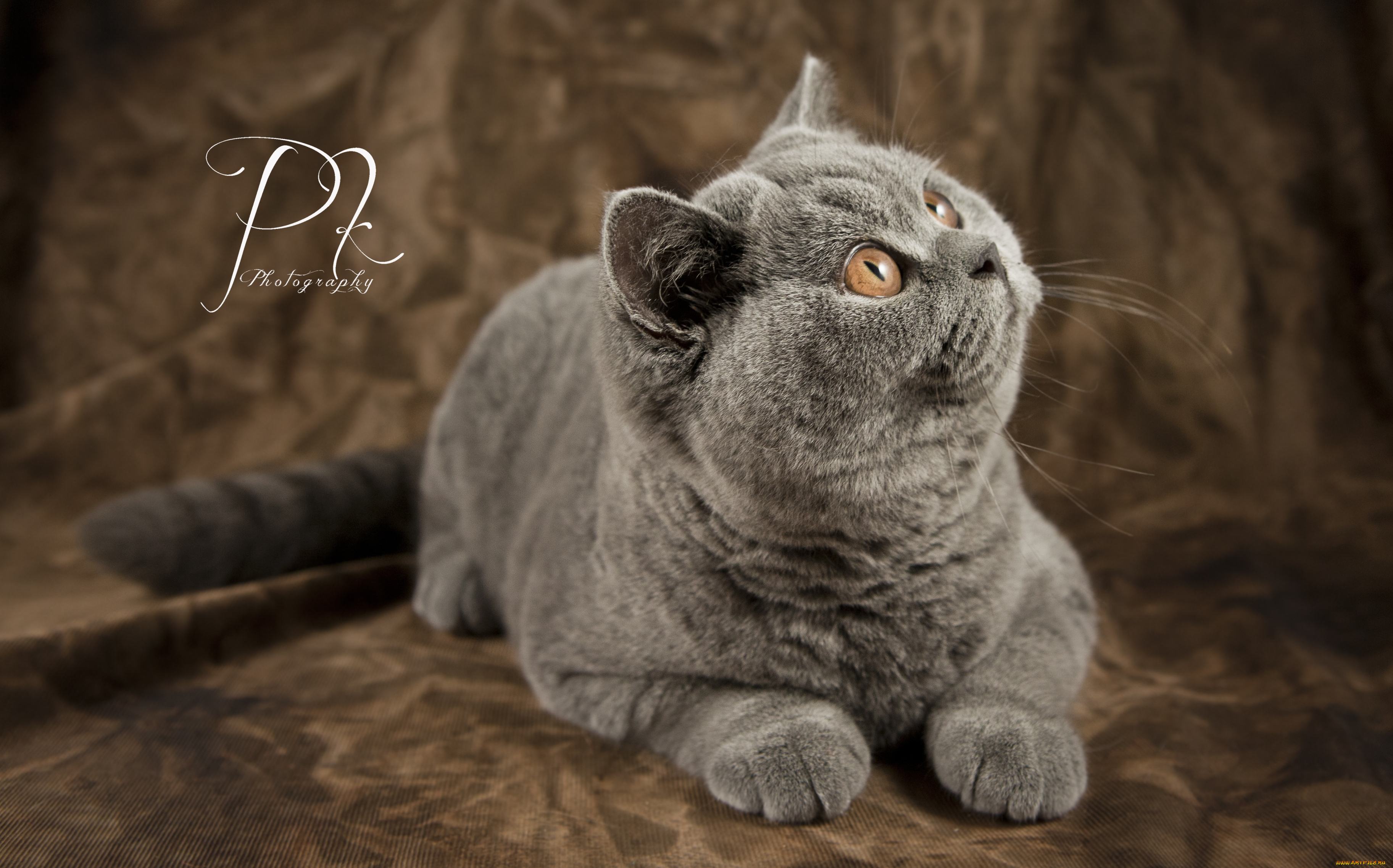 животные, коты, британец, шерсть