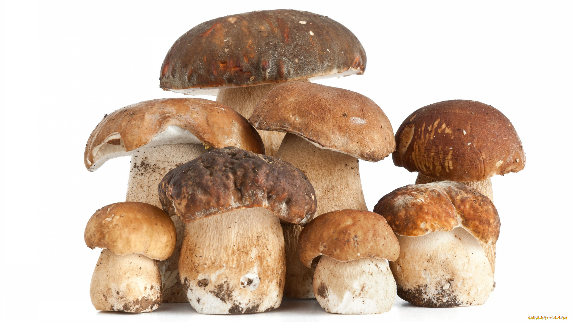 еда, грибы, грибные, блюда, белые, урожай