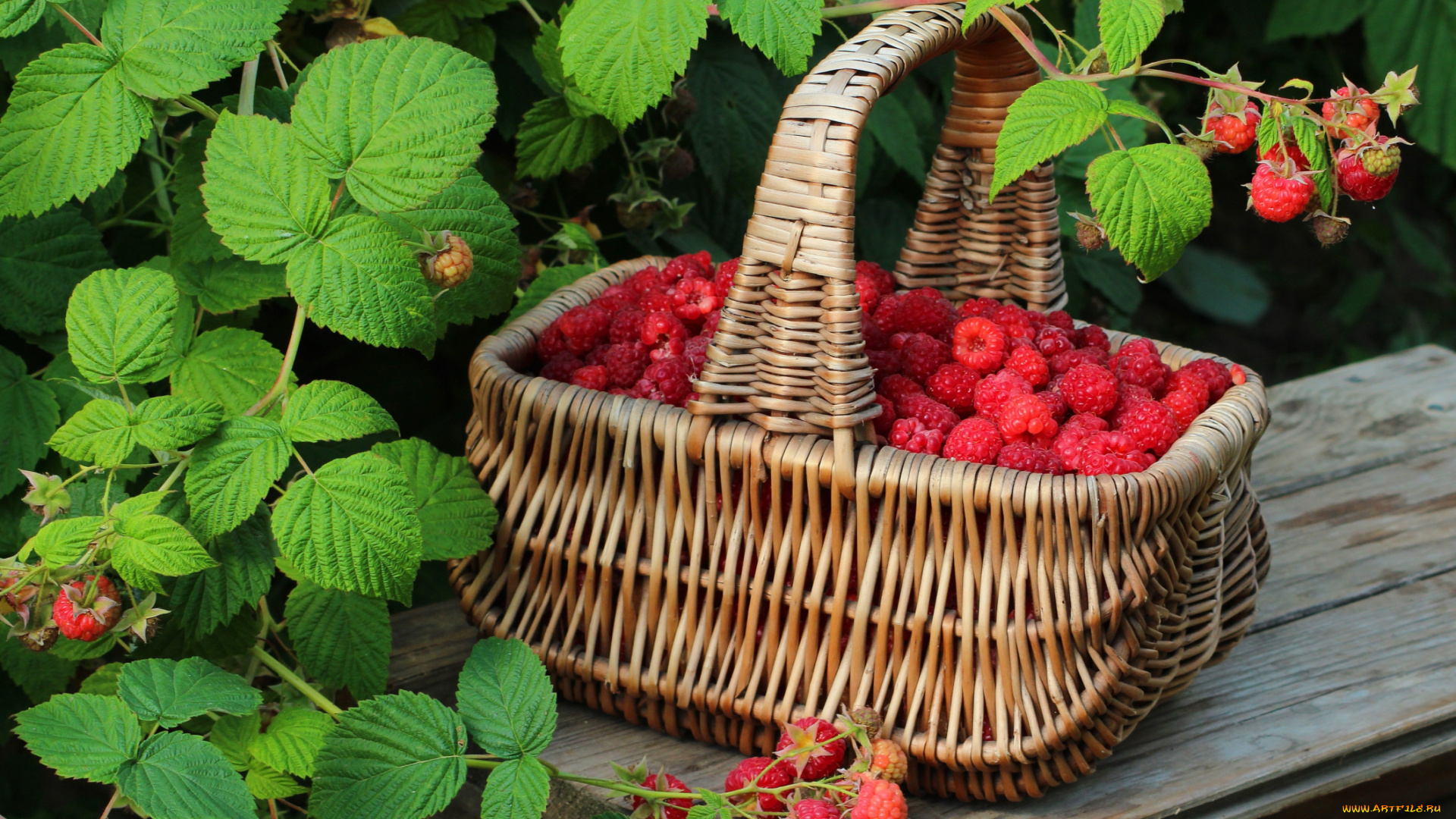 еда, малина, кусты, корзинка