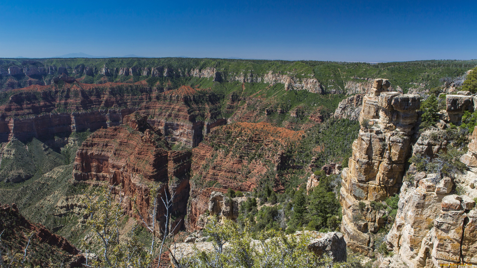 grand, canyon, national, park, arizona, природа, горы, деревья