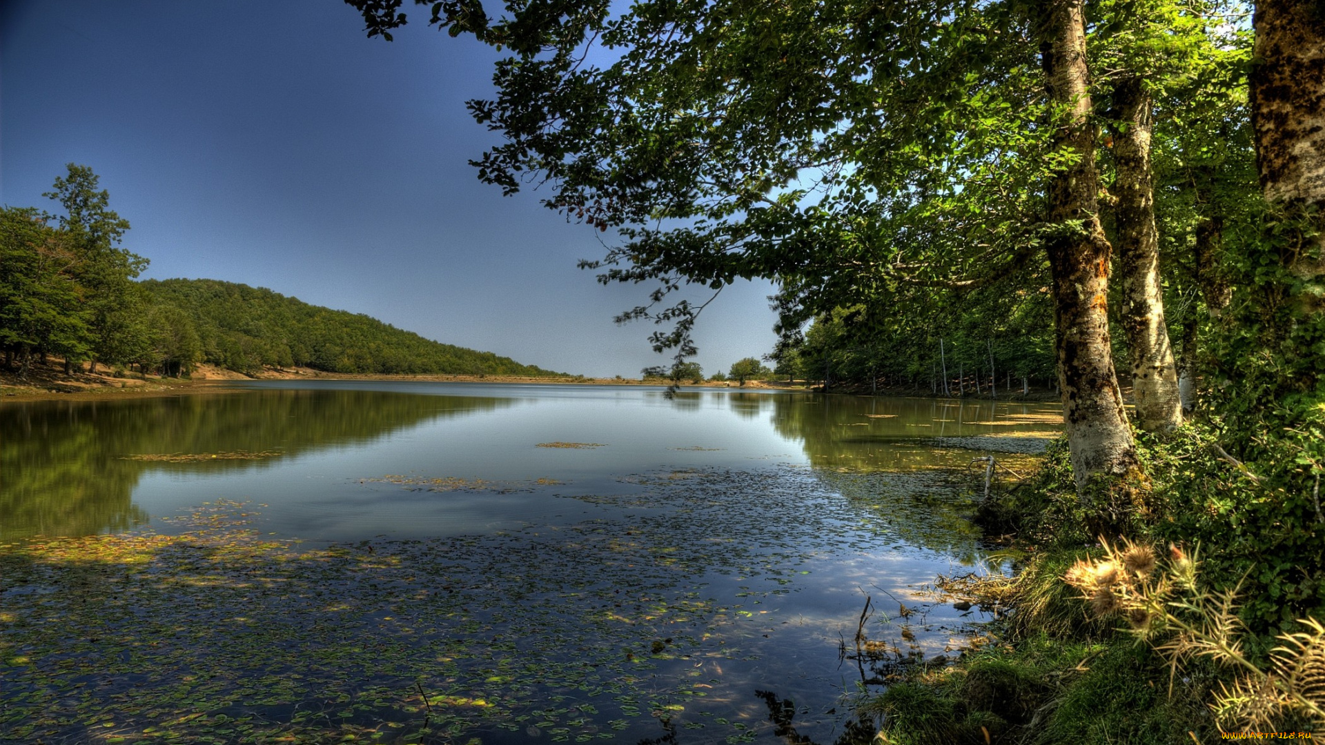 nebrodi, lago, maulazzo, природа, реки, озера, лето, водоросли, лес, река