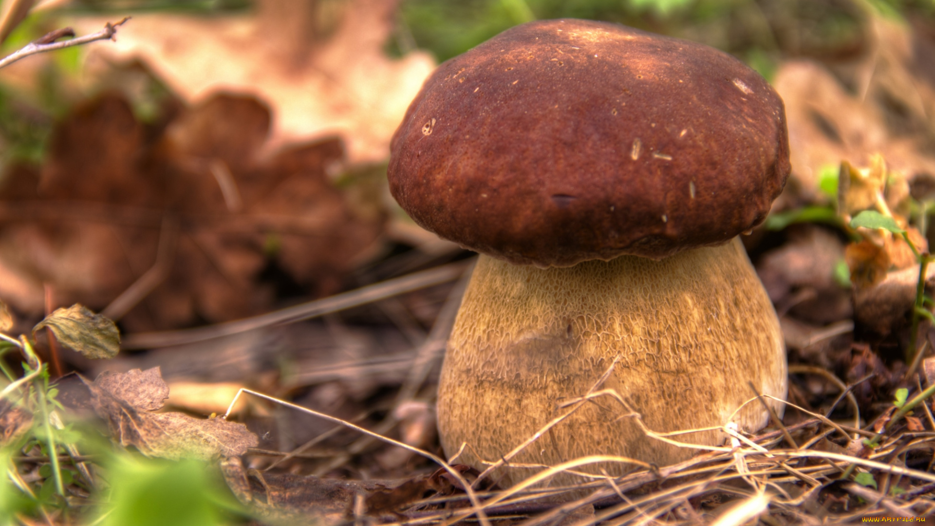 природа, грибы, боровик