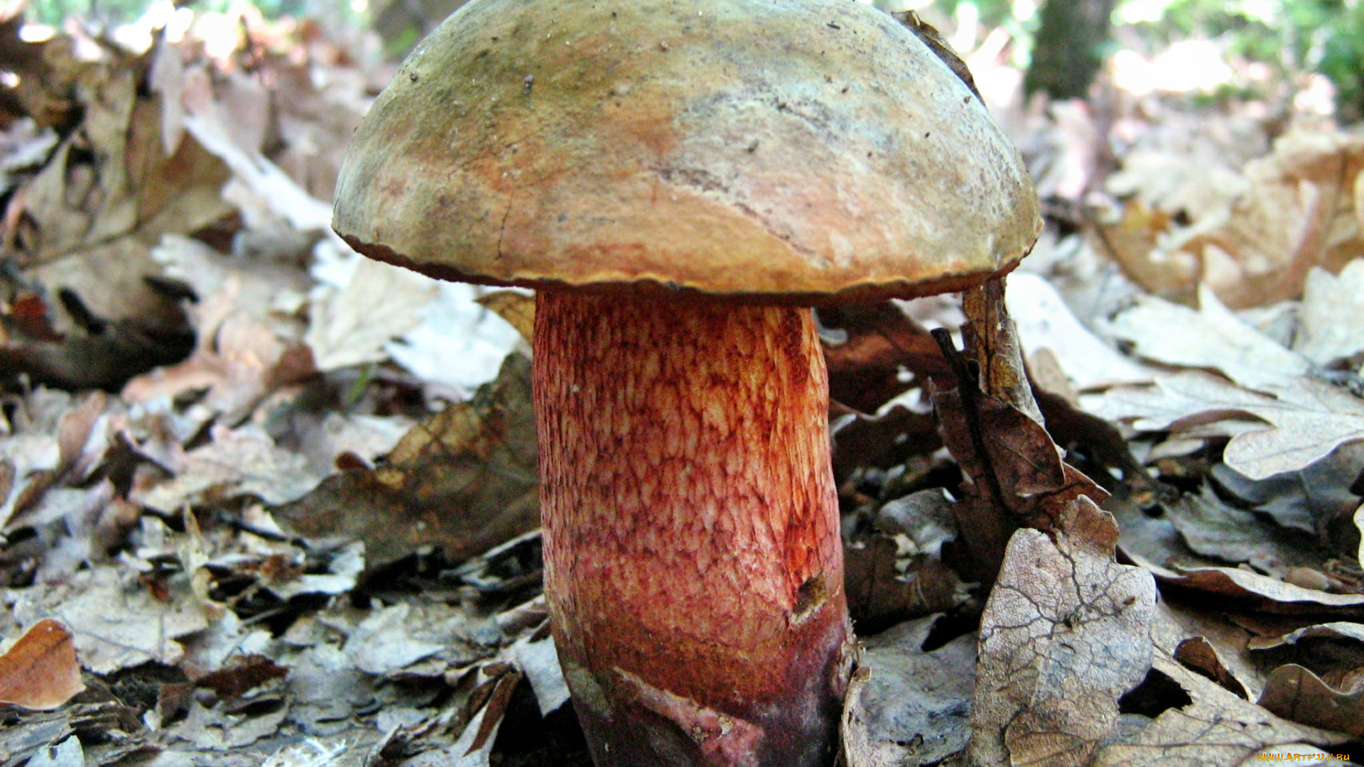 природа, грибы, гриб, листья, трава