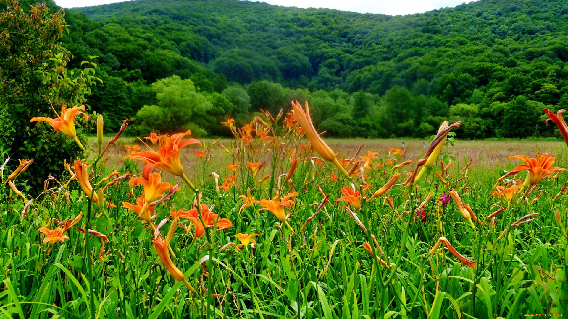 природа, луга, цветы, трава, луг, лес, холмы