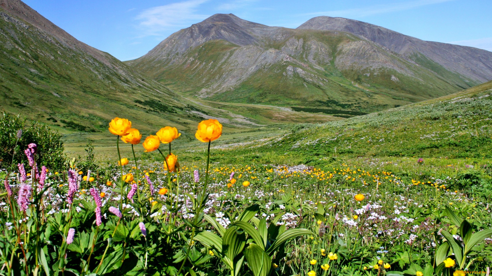природа, луга, горы, долина, луг, трава, цветы