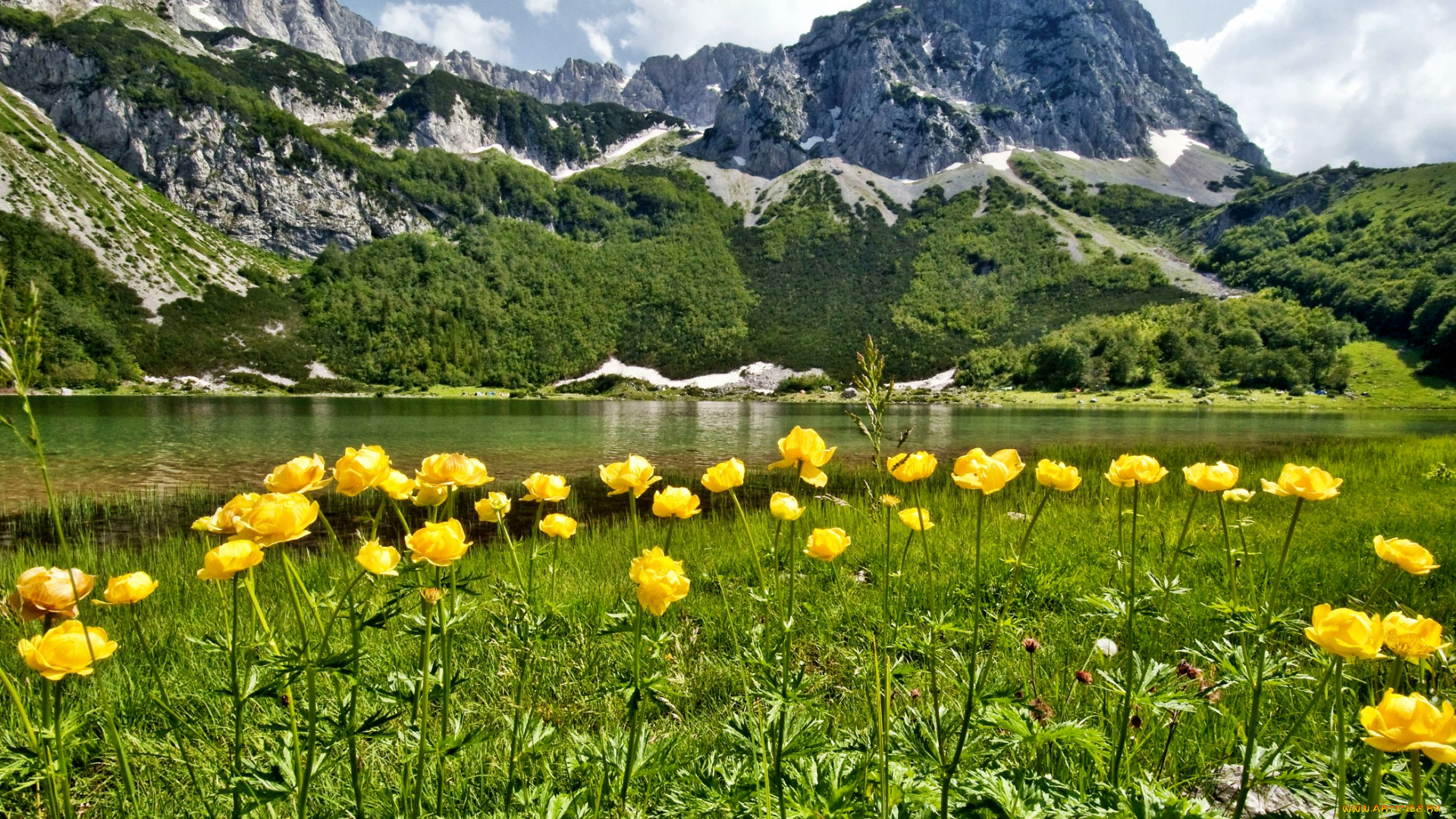 природа, пейзажи, цветы, трава, луг, лес, река, горы