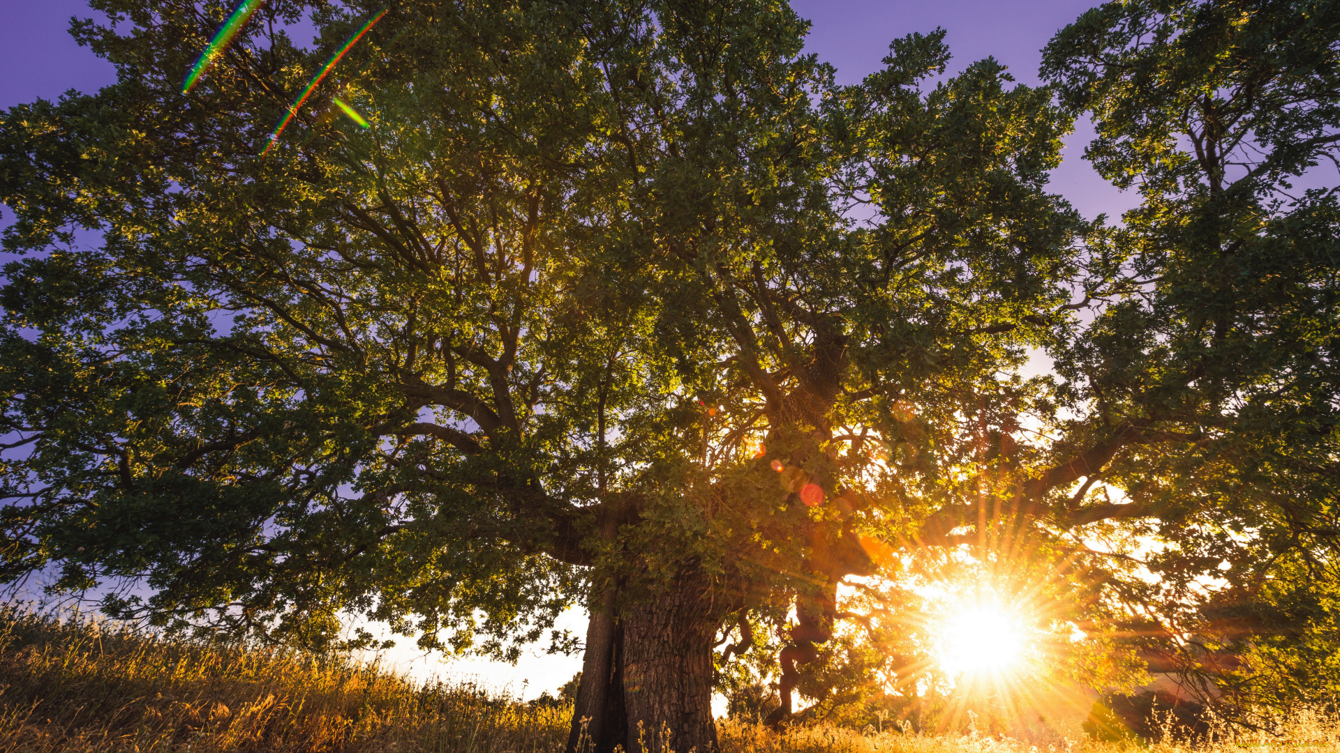 природа, восходы, закаты, солнце, дерево