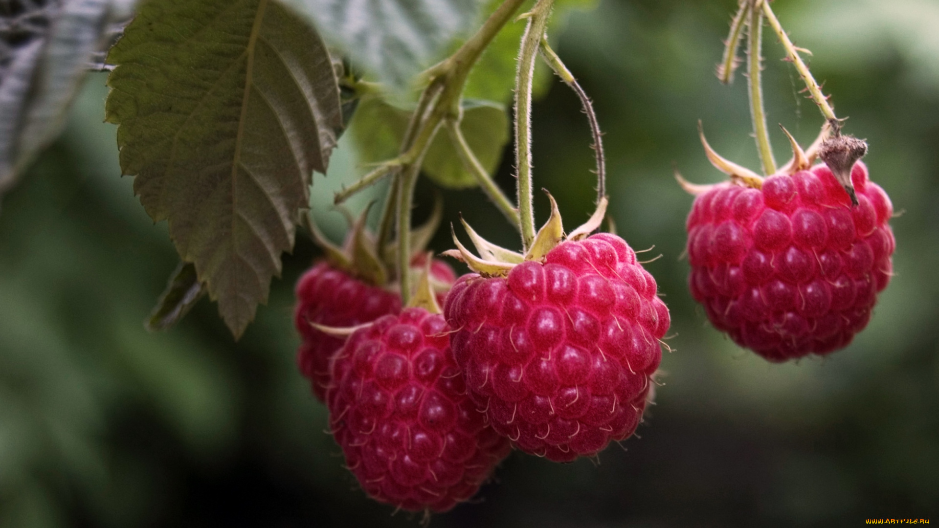 природа, Ягоды, малина