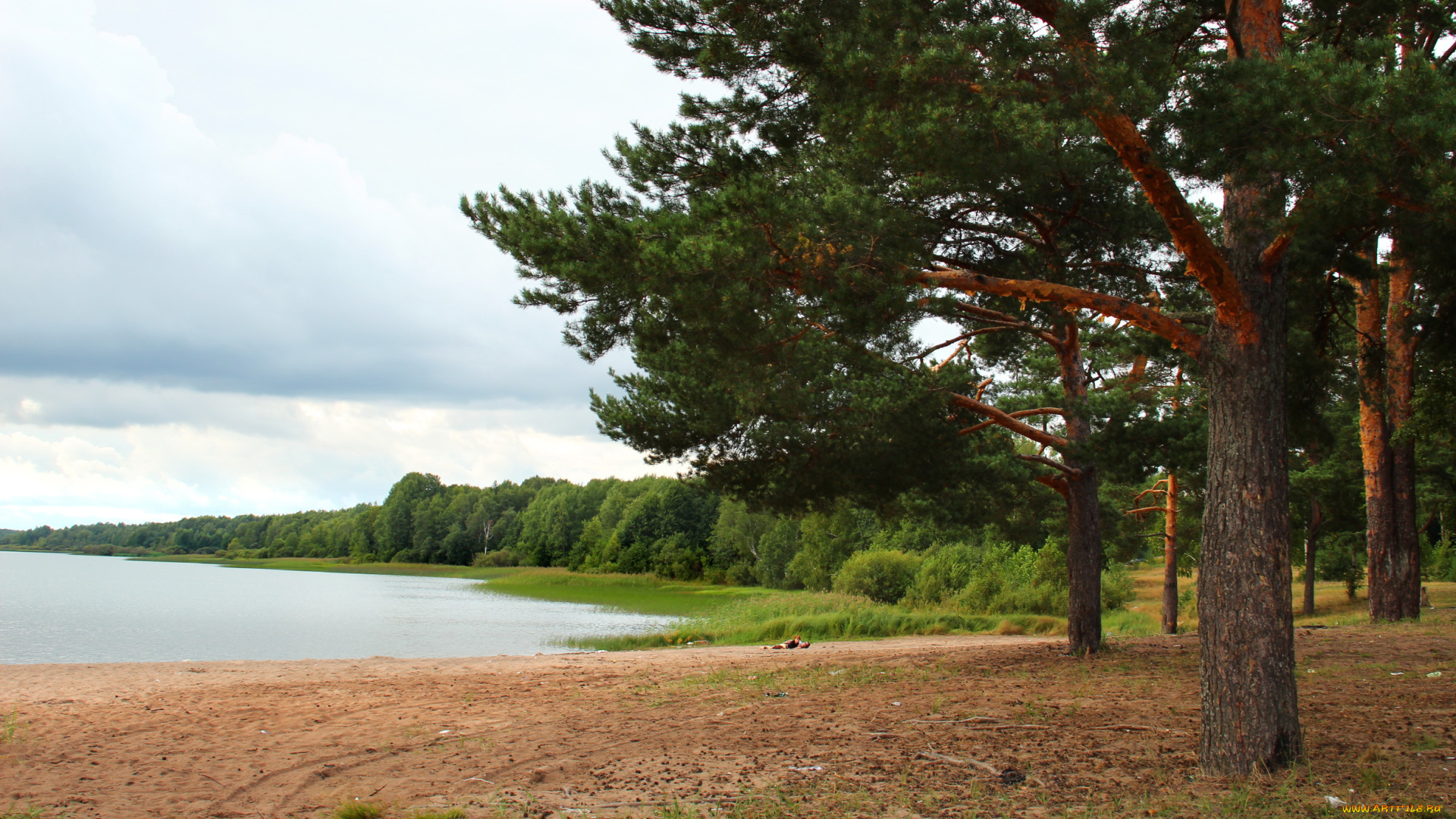 россия, выборг, природа, побережье, река, берег, лес