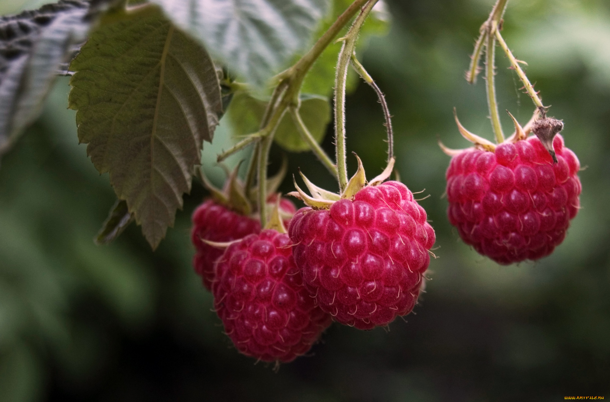 природа, Ягоды, малина