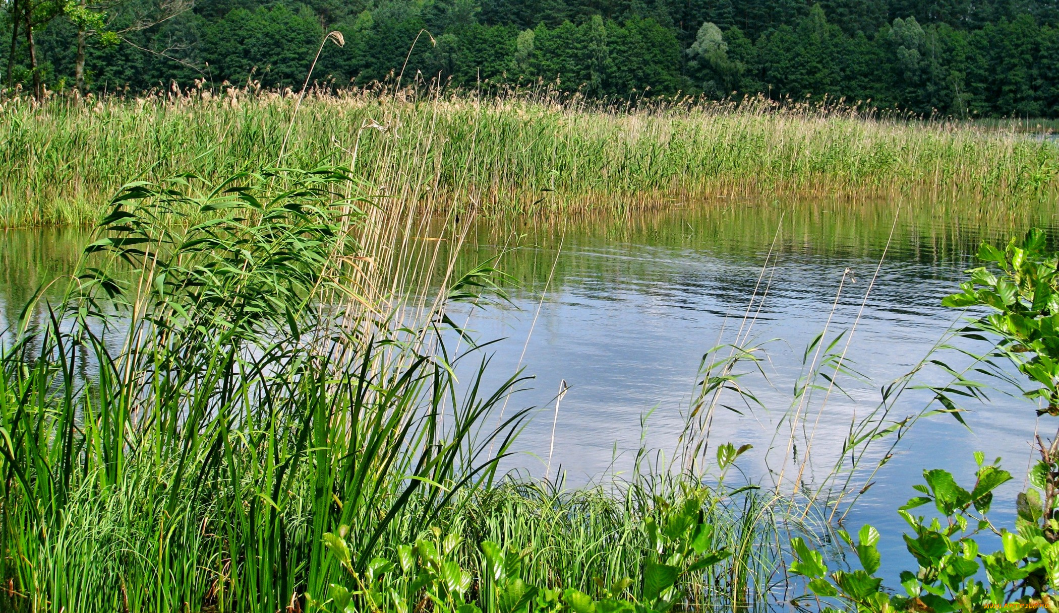 природа, реки, озера, лето, лес, камыш, трава, озеро