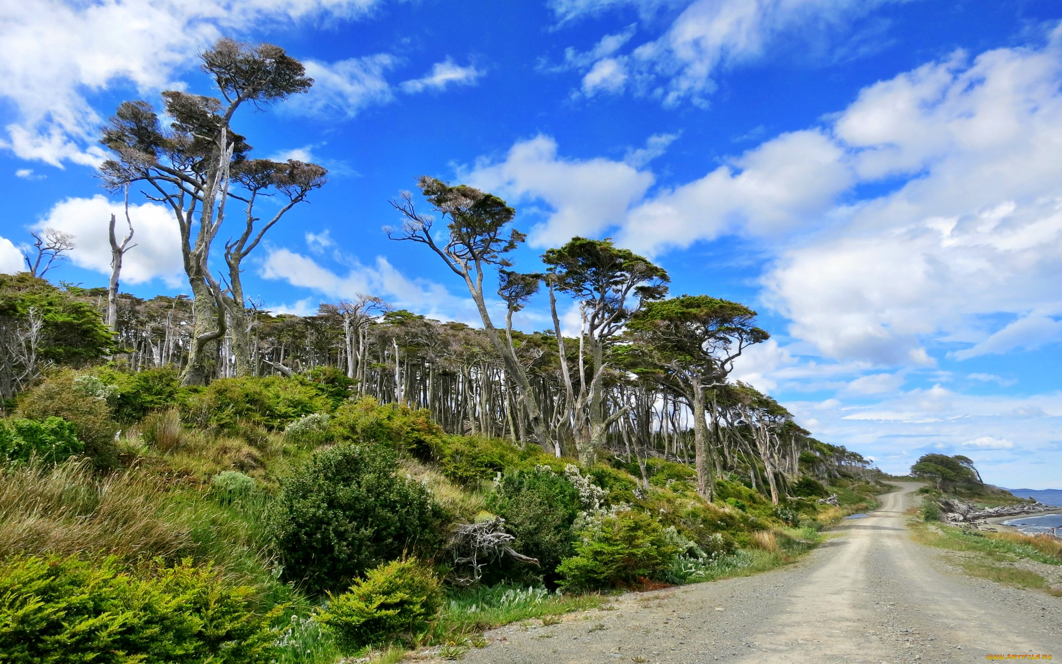 природа, дороги, лес, побережье, дорога