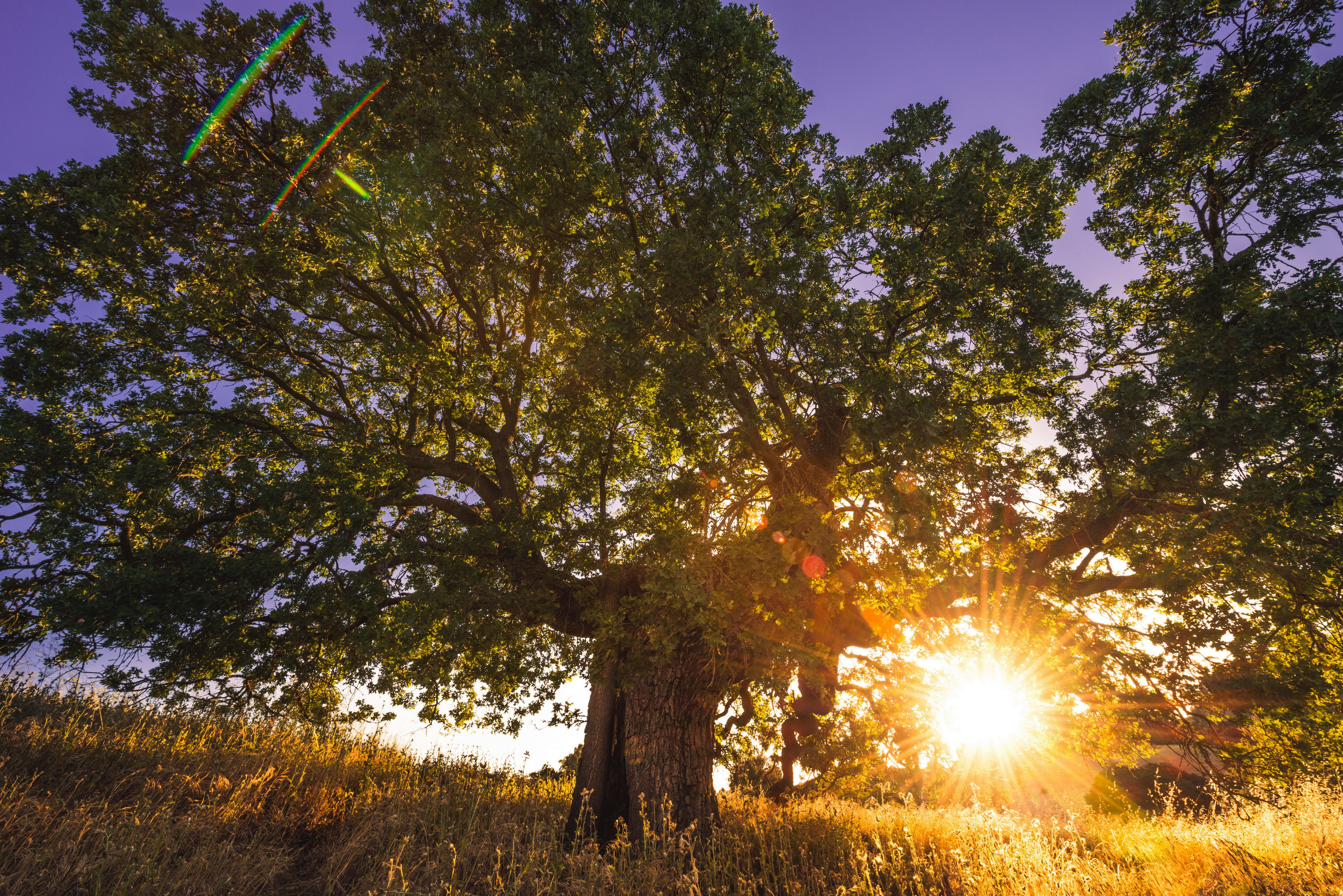 природа, восходы, закаты, солнце, дерево