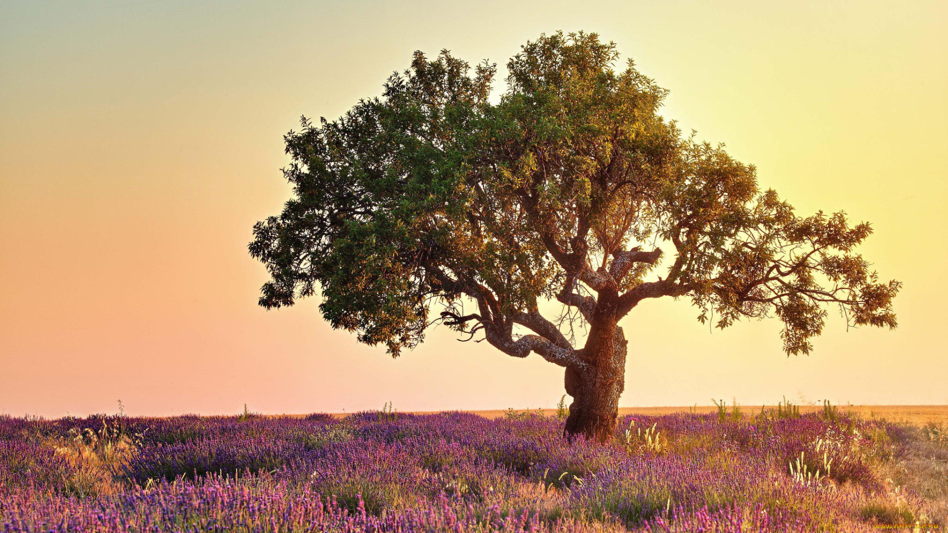 природа, деревья, лаванда, цветы, поле, дерево, свет, лето