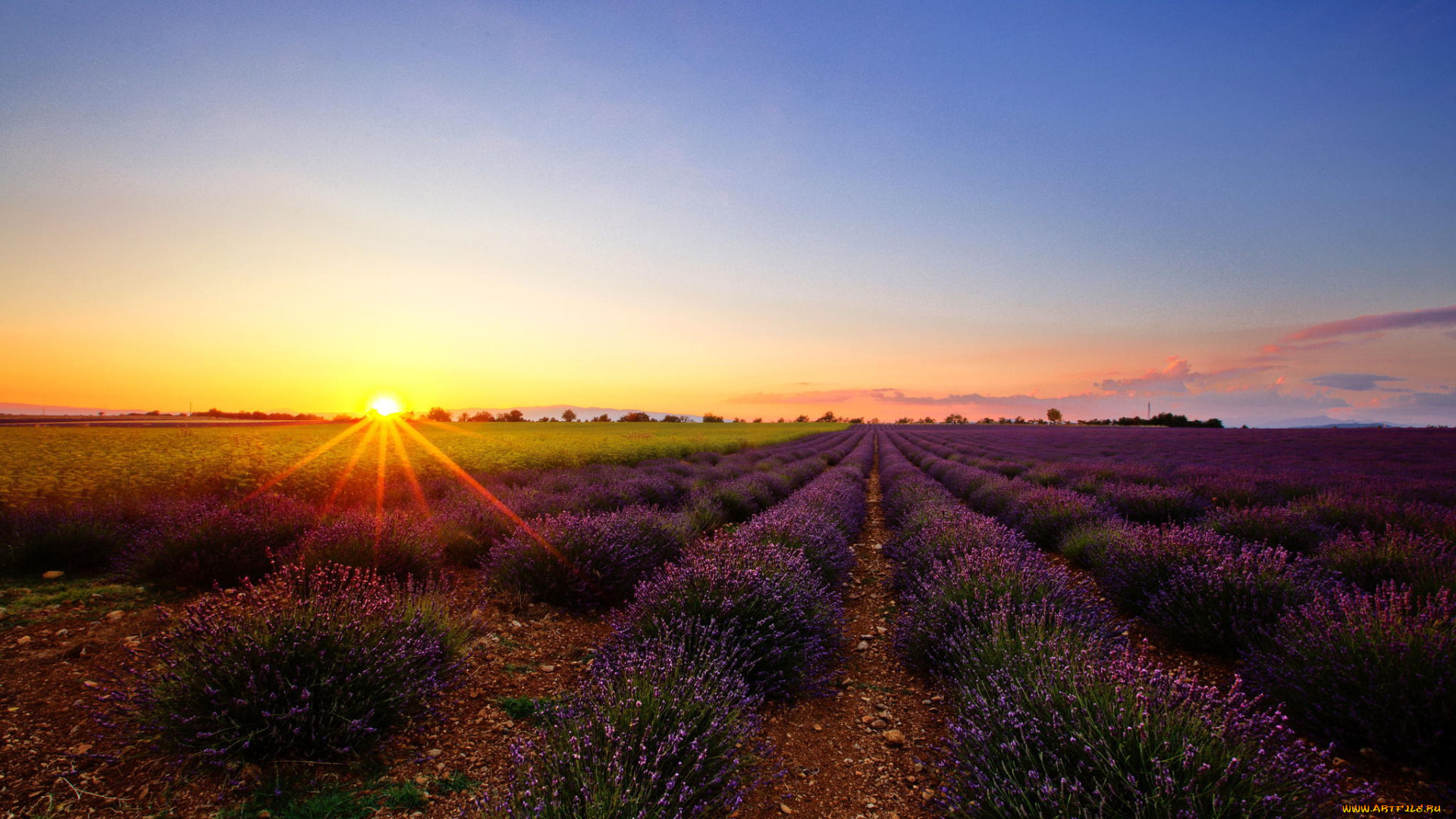 природа, восходы, закаты, солнце, цветы, лаванда, поле