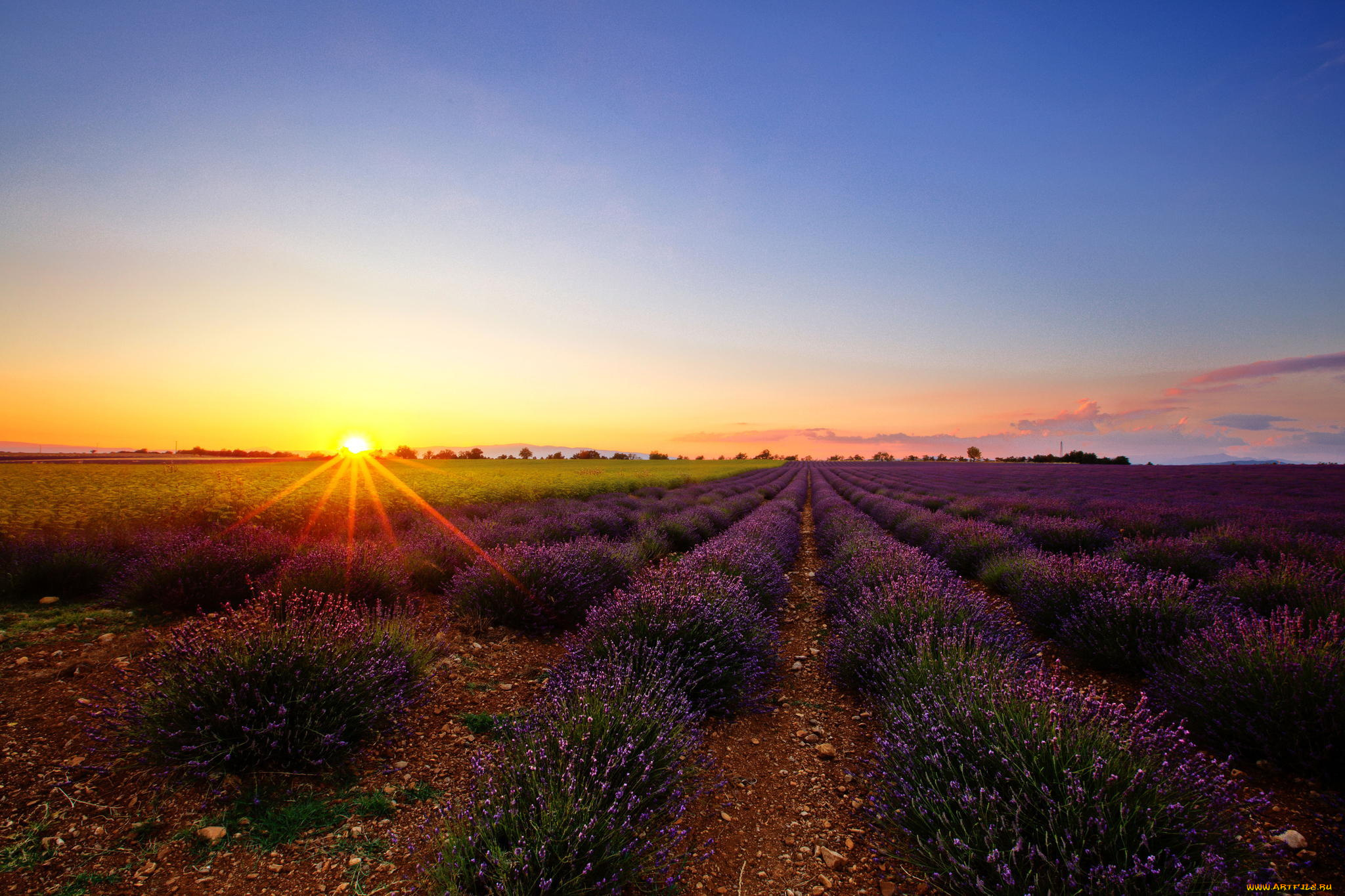 природа, восходы, закаты, солнце, цветы, лаванда, поле