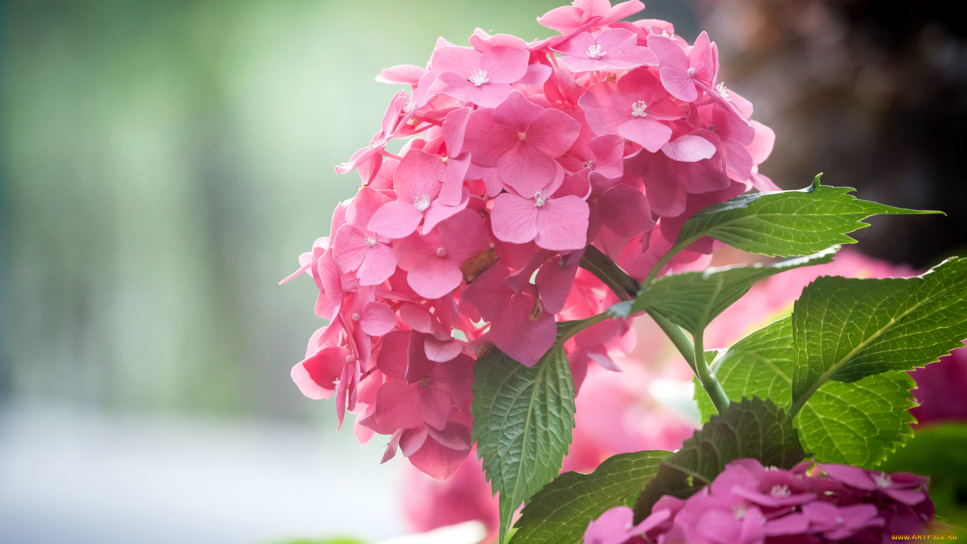 цветы, гортензия, макро, розовый
