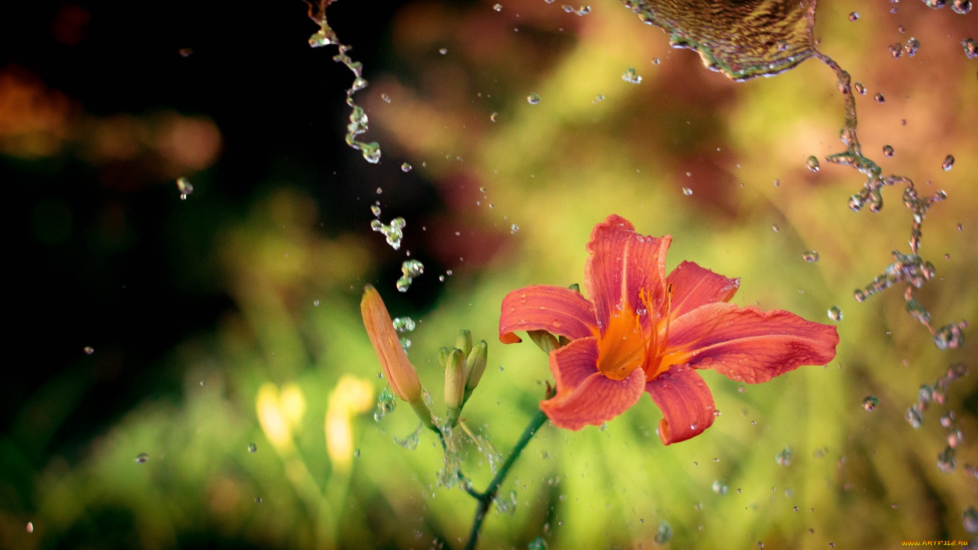 цветы, лилии, , лилейники, брызги, капли, вода, цветок