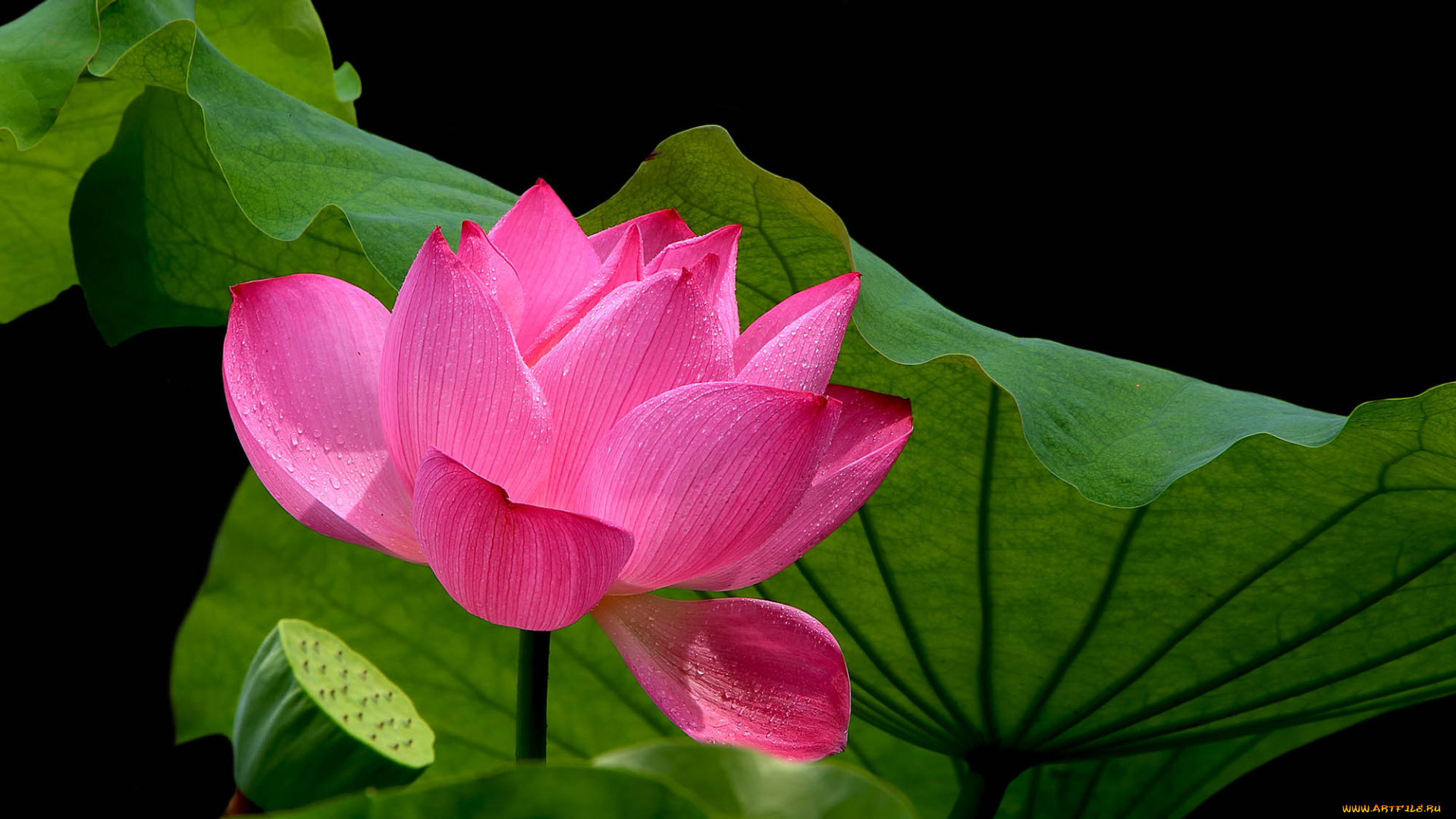 цветы, лотосы, фон, лепестки, бутон