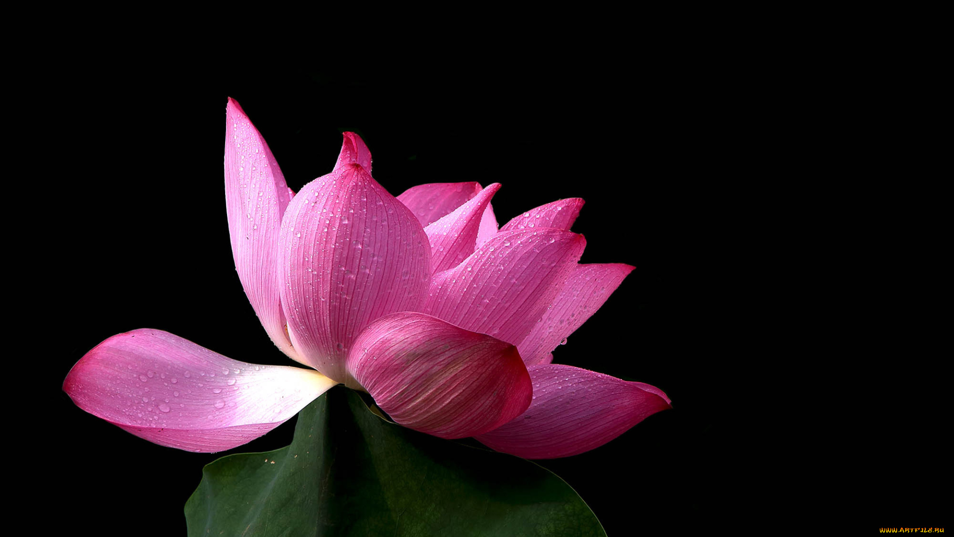 цветы, лотосы, лепестки, бутон, фон