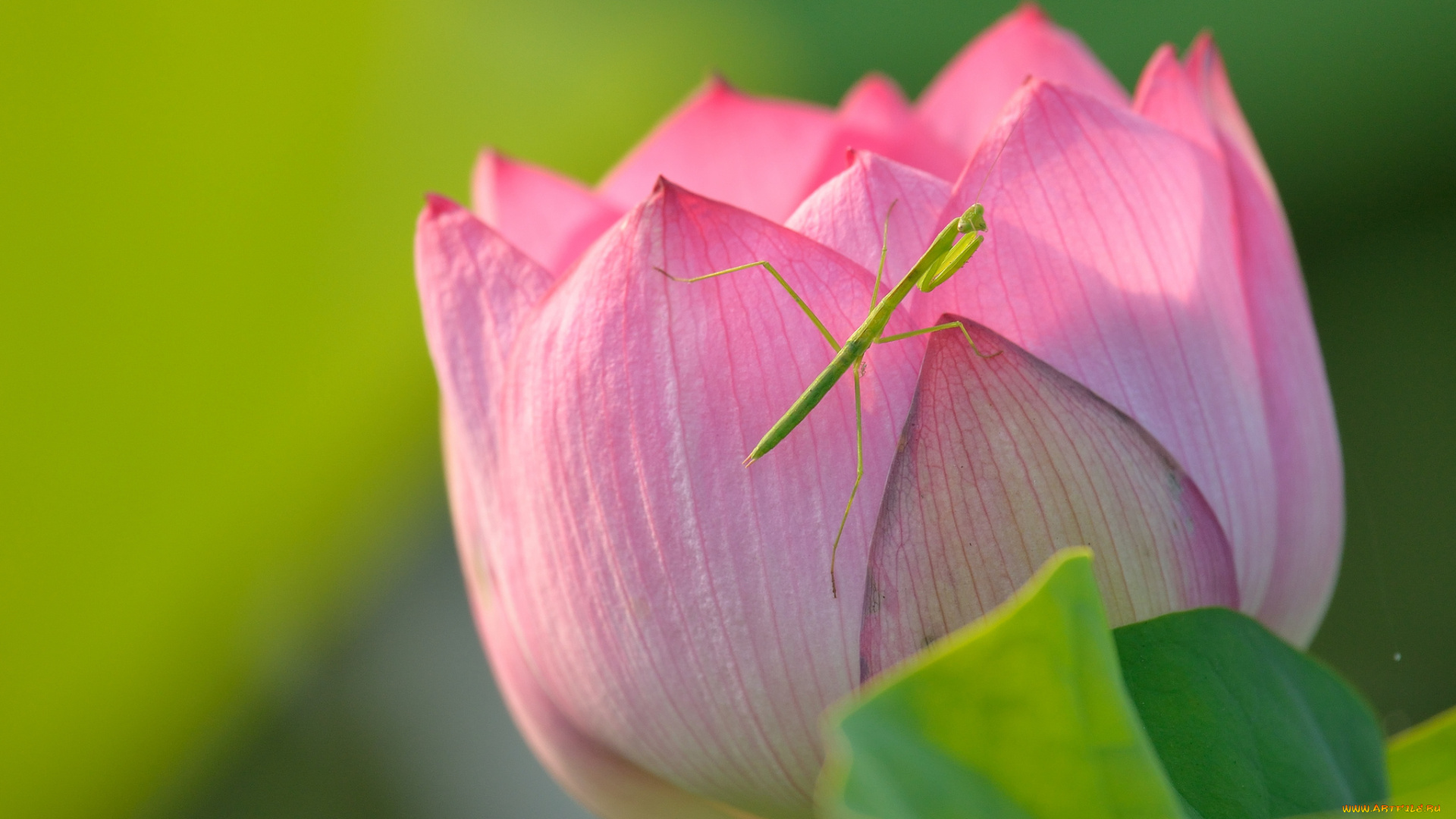 цветы, лотосы, макро, насекомое, богомол, лотос