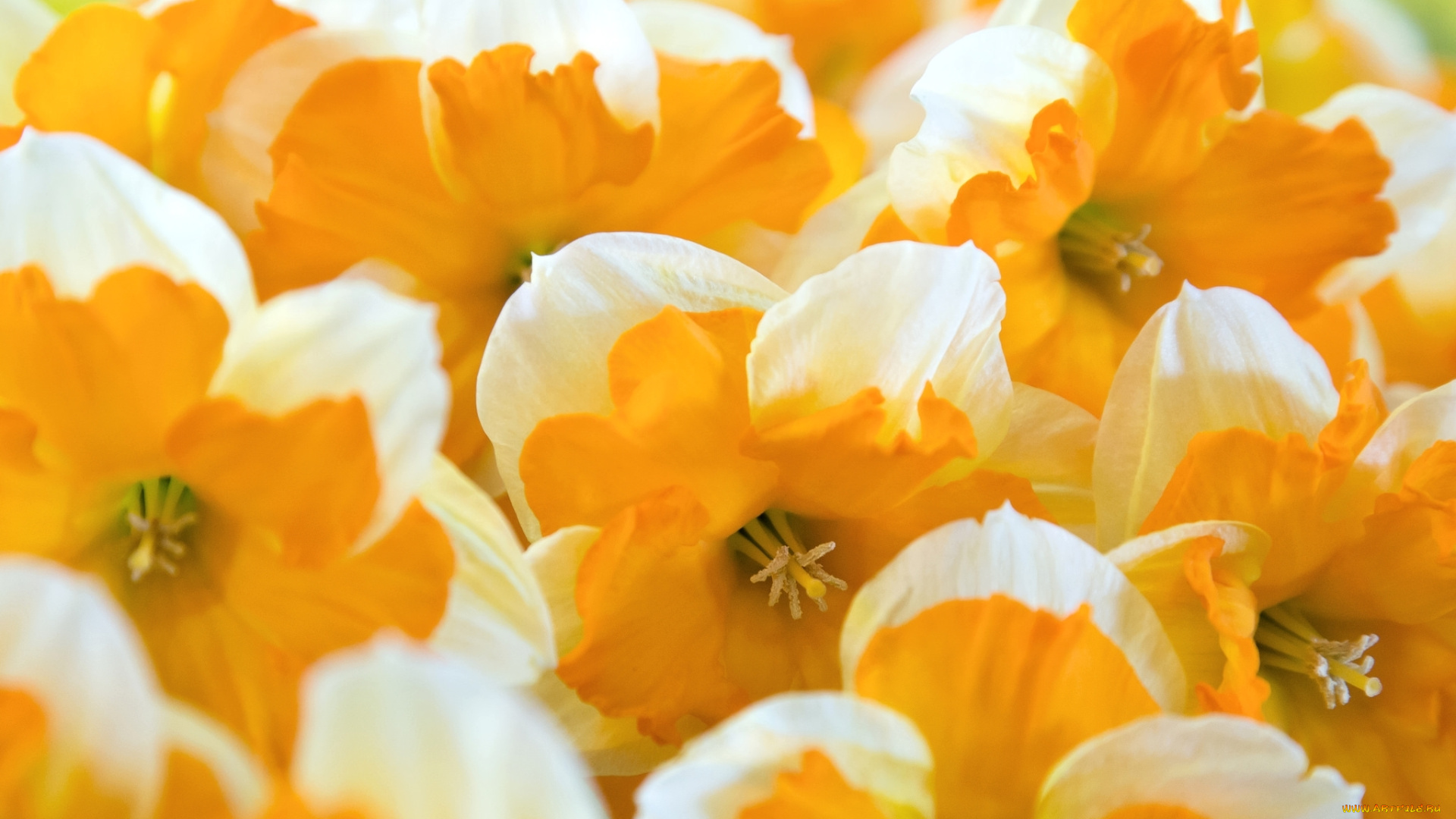 цветы, нарциссы, макро, желтый