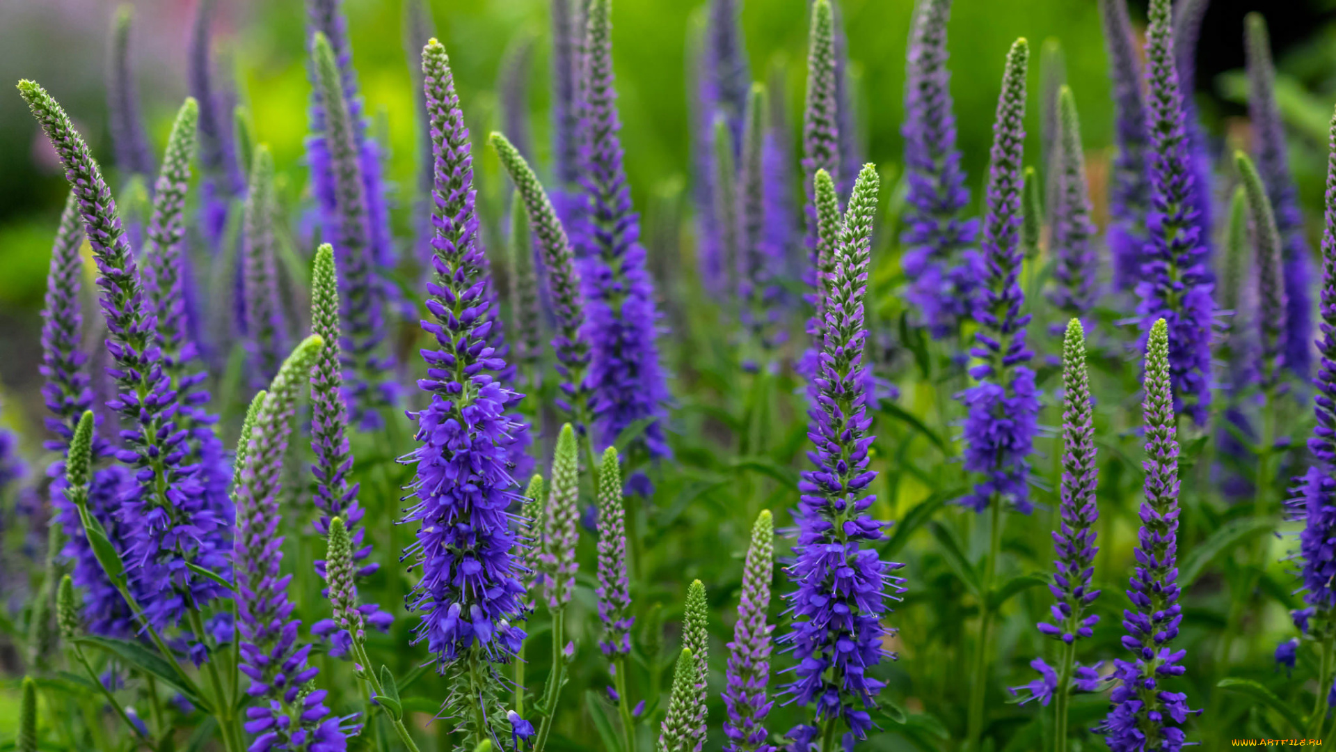 цветы, немофилы, , вероники, вероника, колосковая, луг