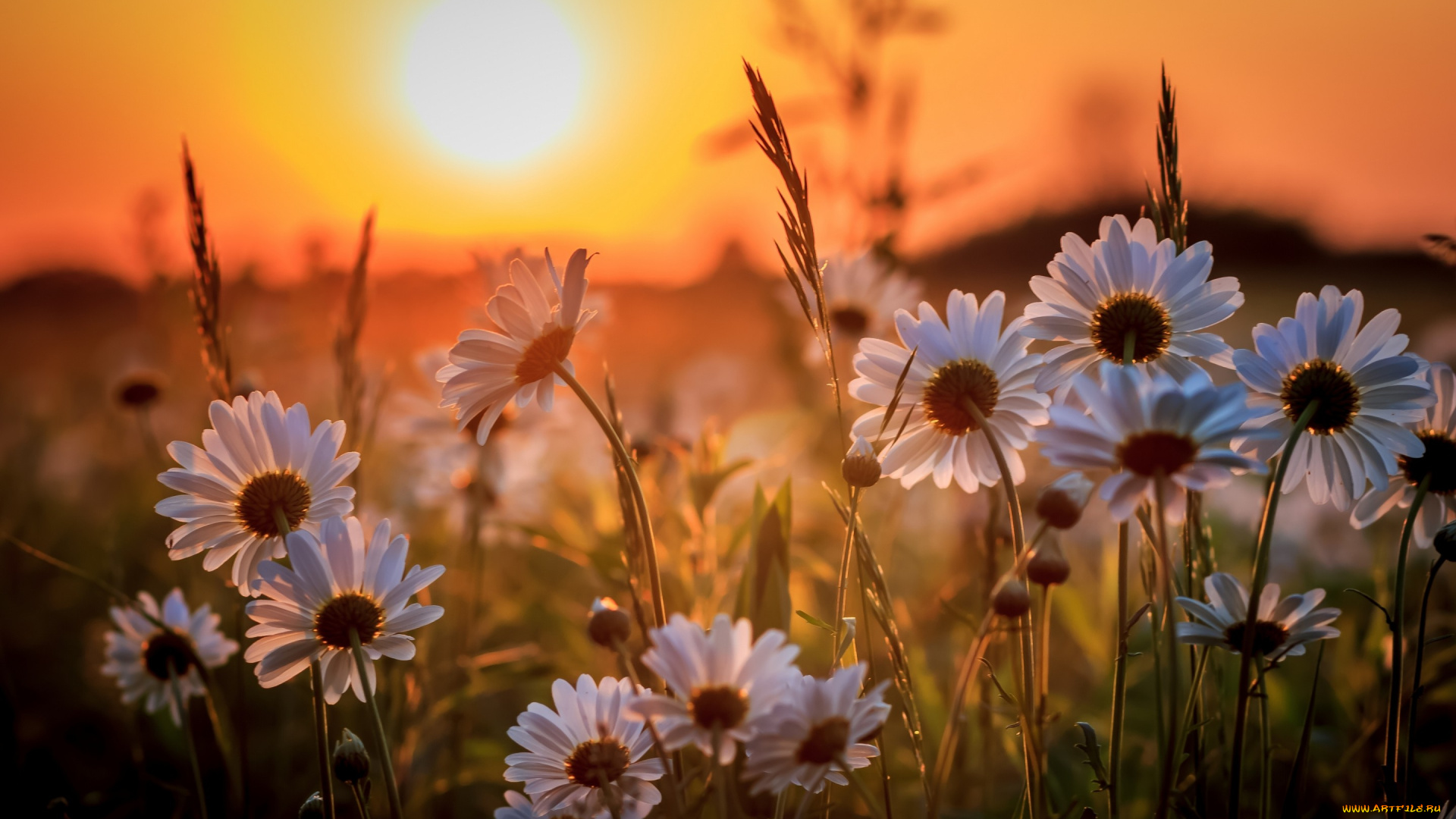 цветы, ромашки, закат, природа