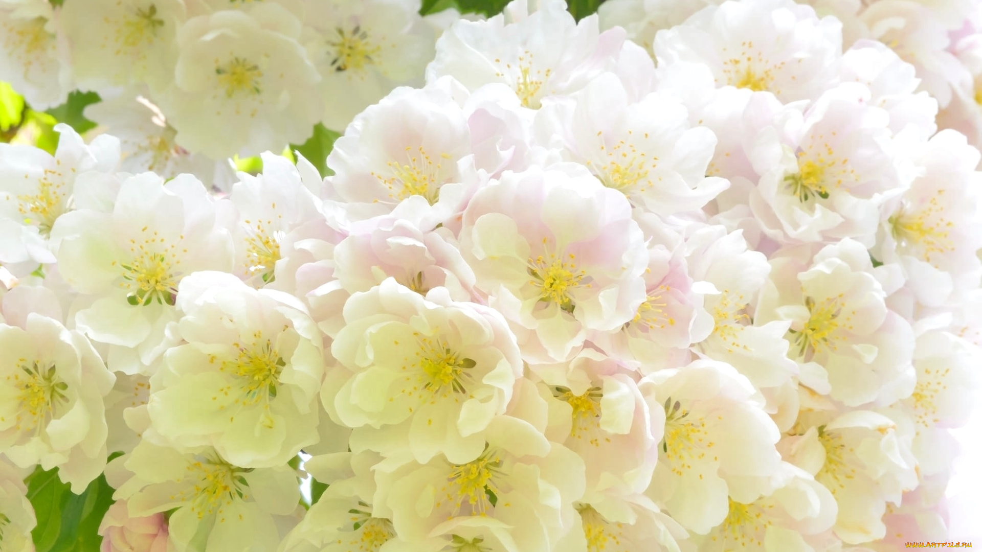 цветы, сакура, , вишня, нежность, макро, ветка, весна, розовый, вишня