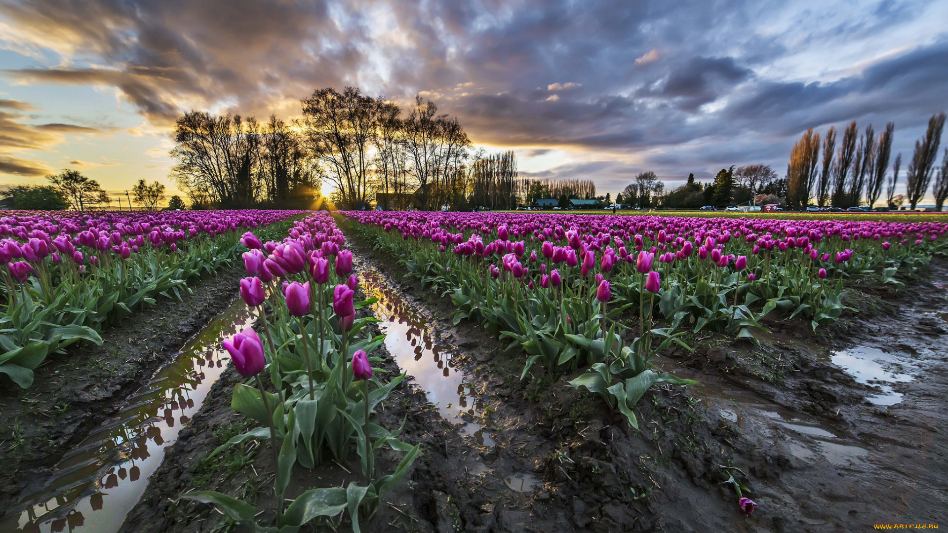 цветы, тюльпаны, плантация