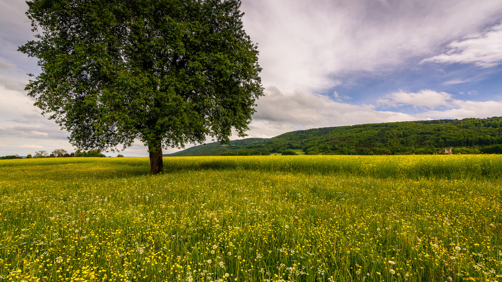 природа, деревья, дерево, трава, поле