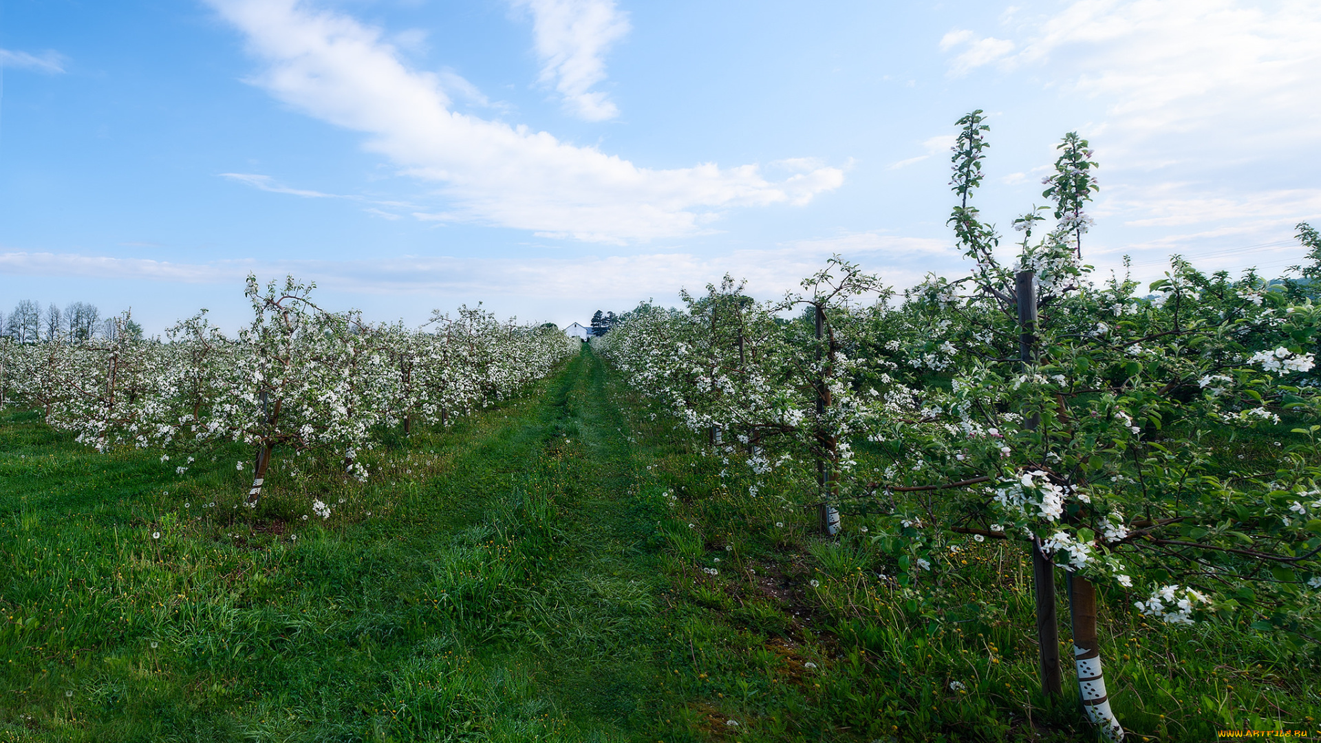 природа, деревья, сад