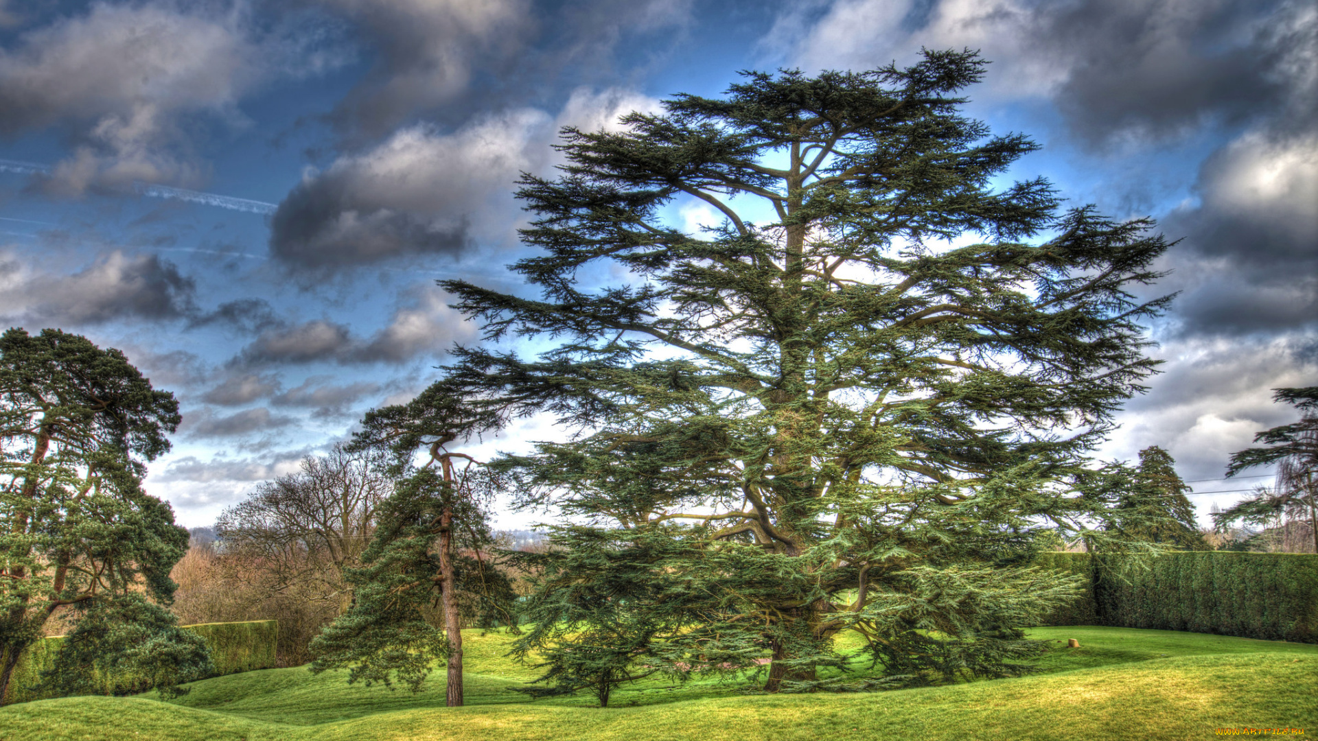 природа, деревья, сосна, поляна