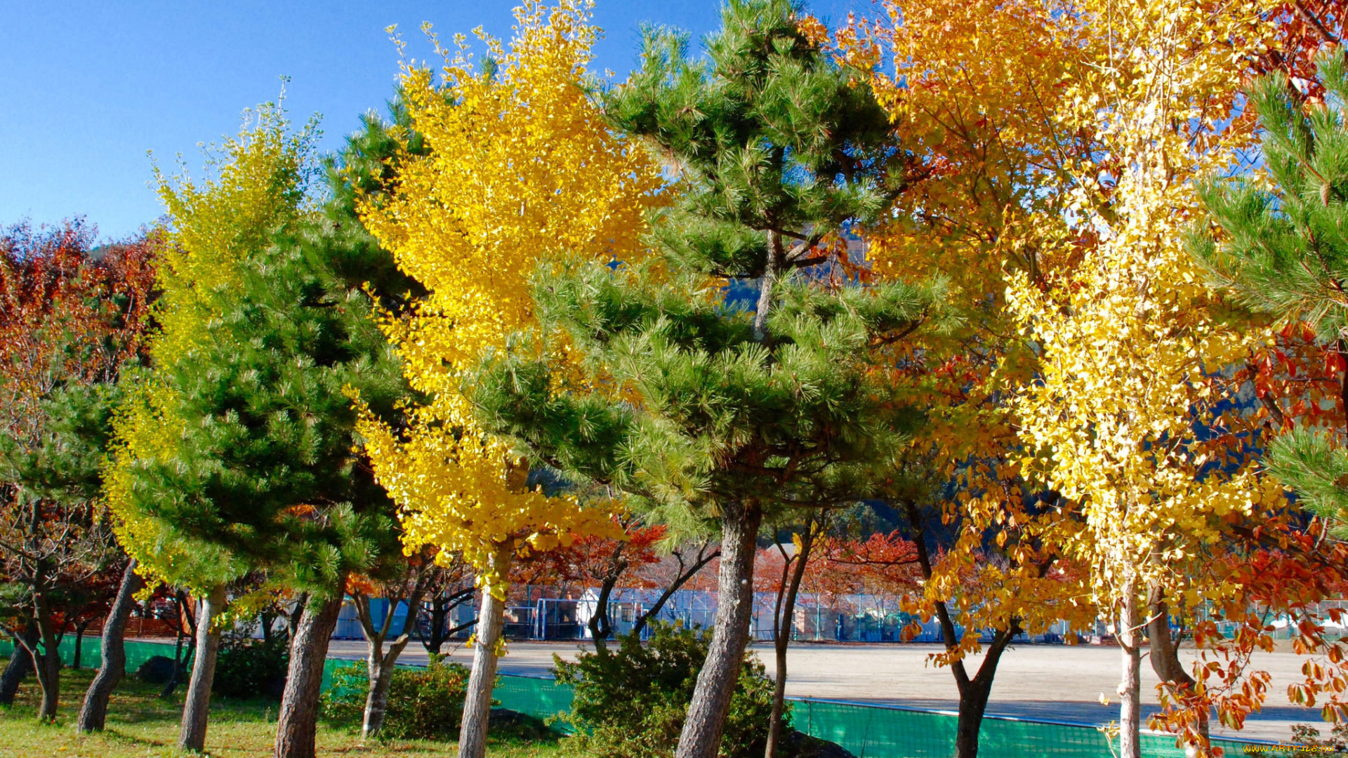 природа, деревья, Япония, токия, город, дома, вода, осень