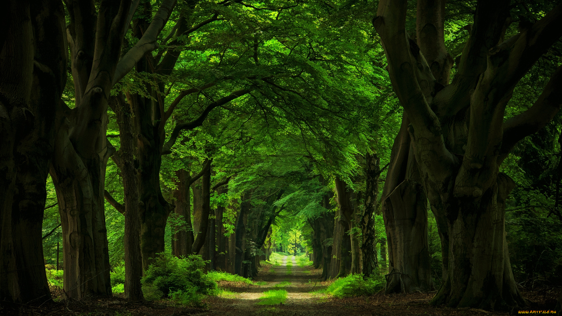 природа, дороги, дорожка, деревья, аллея