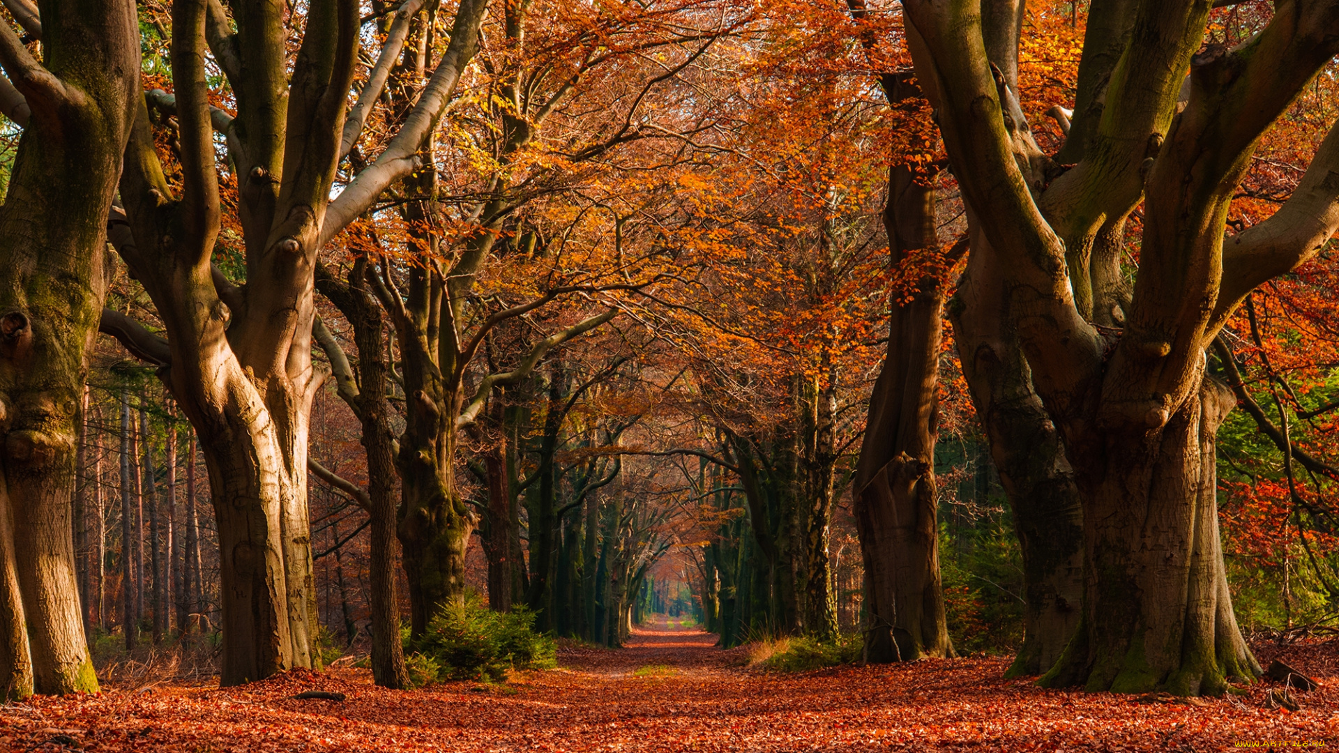 природа, дороги, дорожка, деревья, аллея