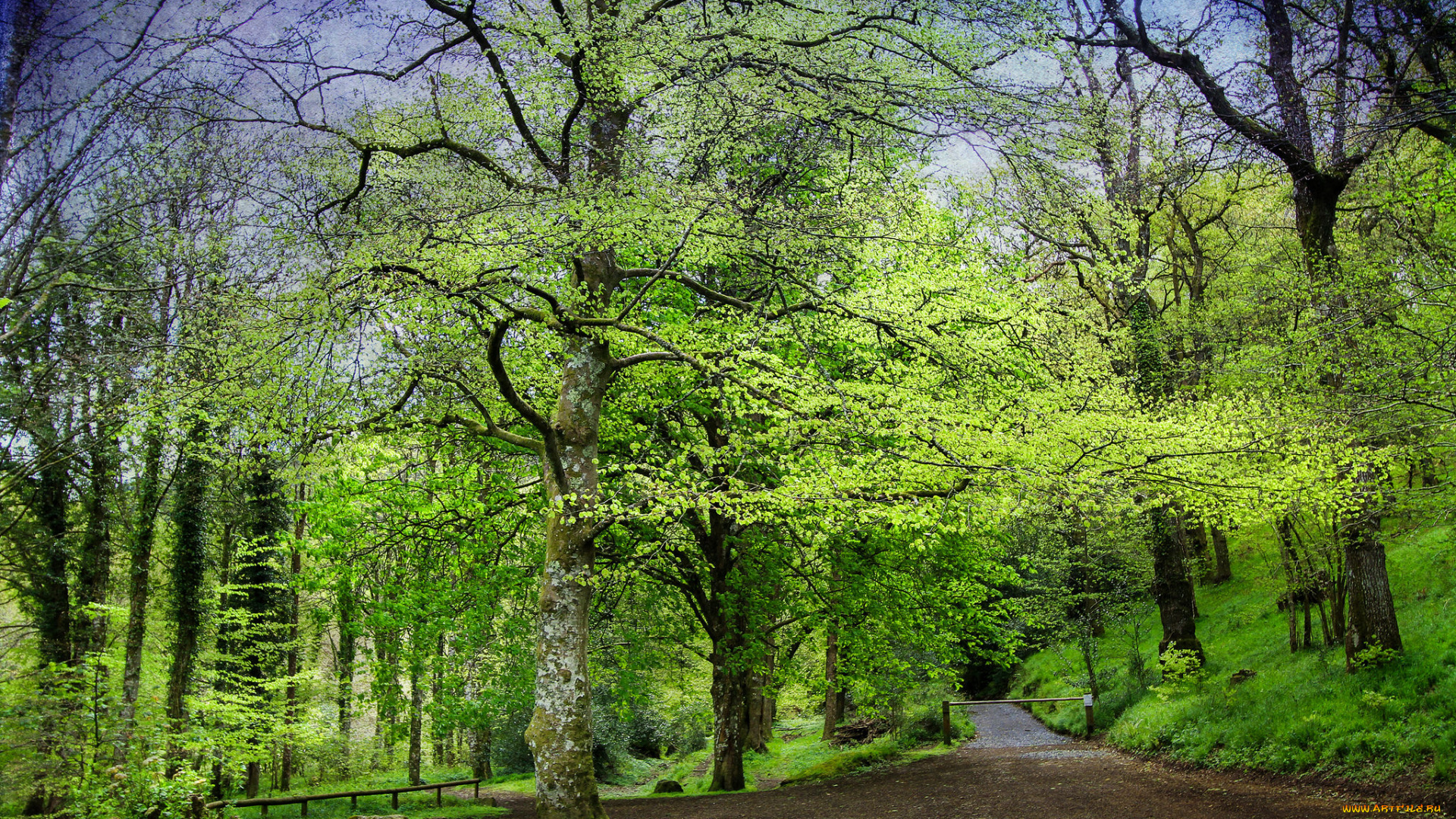 природа, дороги, дорожка, лес