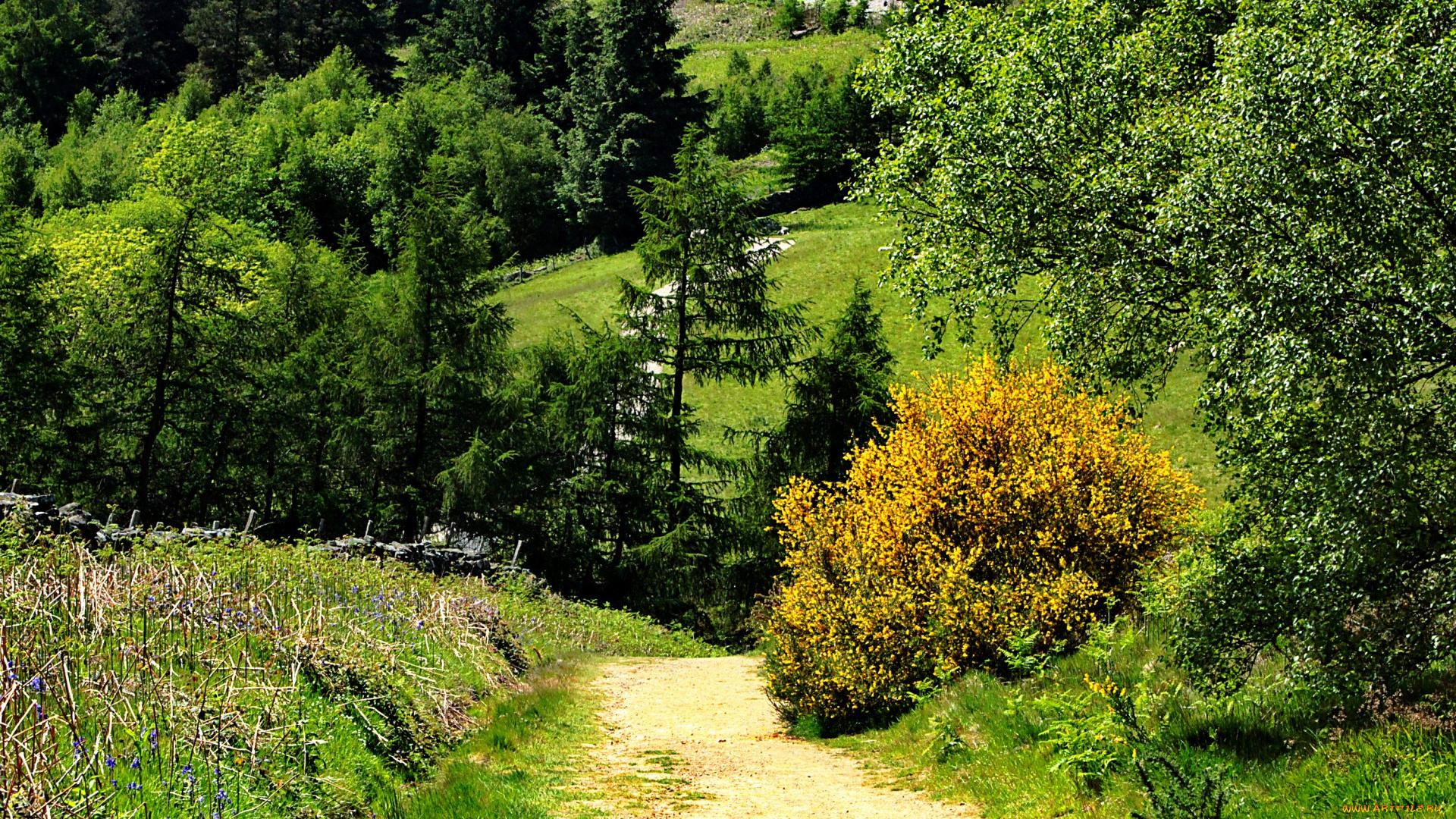 природа, дороги, солнце, великобритания, лето, тропинка, кусты, трава, деревья, cleveland, hills