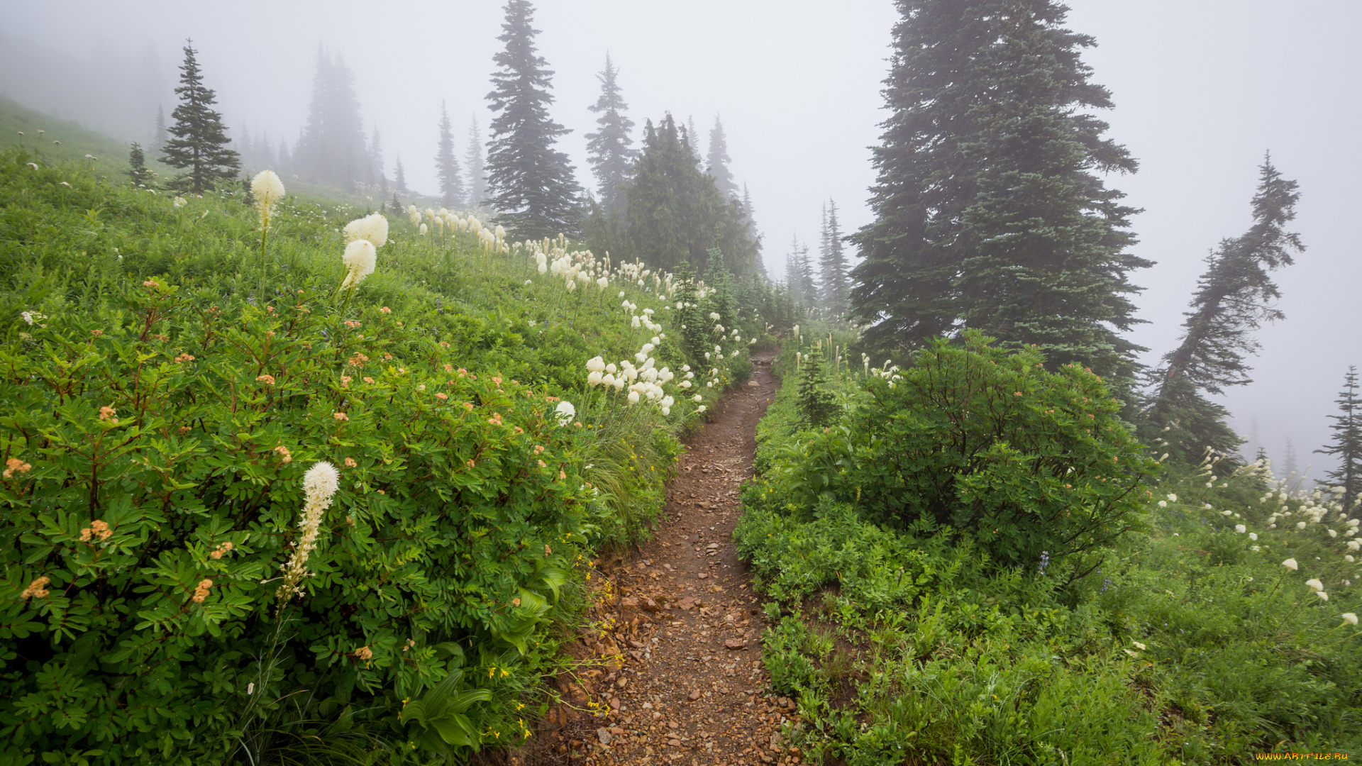 природа, дороги, тропинка, лес