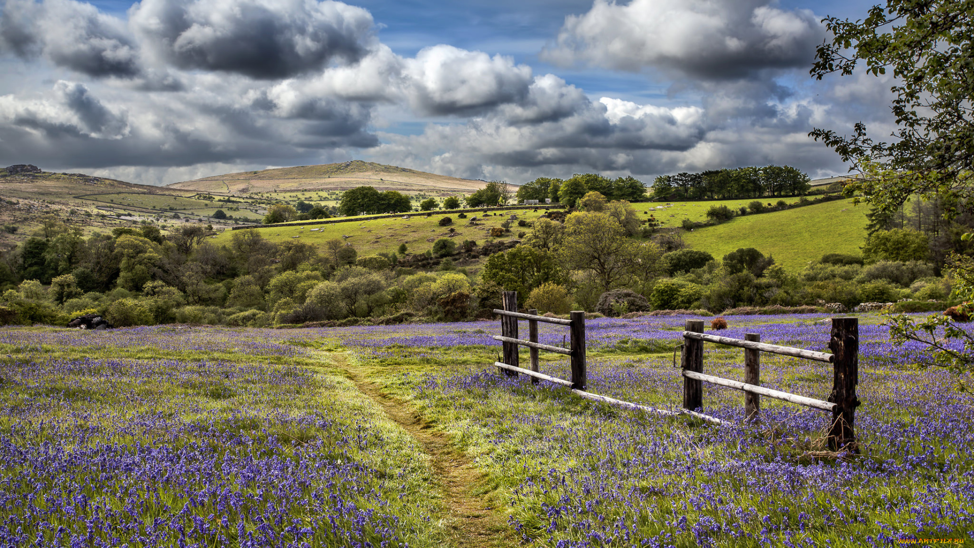 природа, дороги, тропинка, равнина, цветы