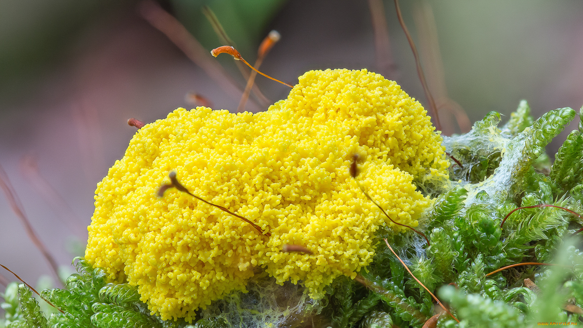 природа, грибы, гриб, жёлтый, макро