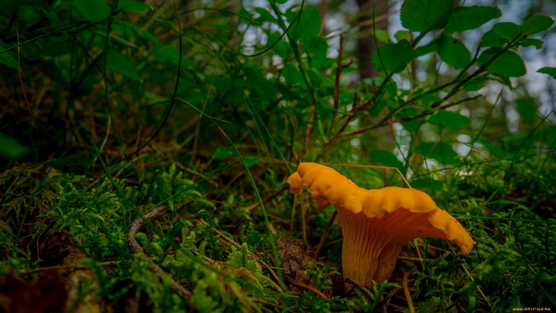 природа, грибы, лисичка