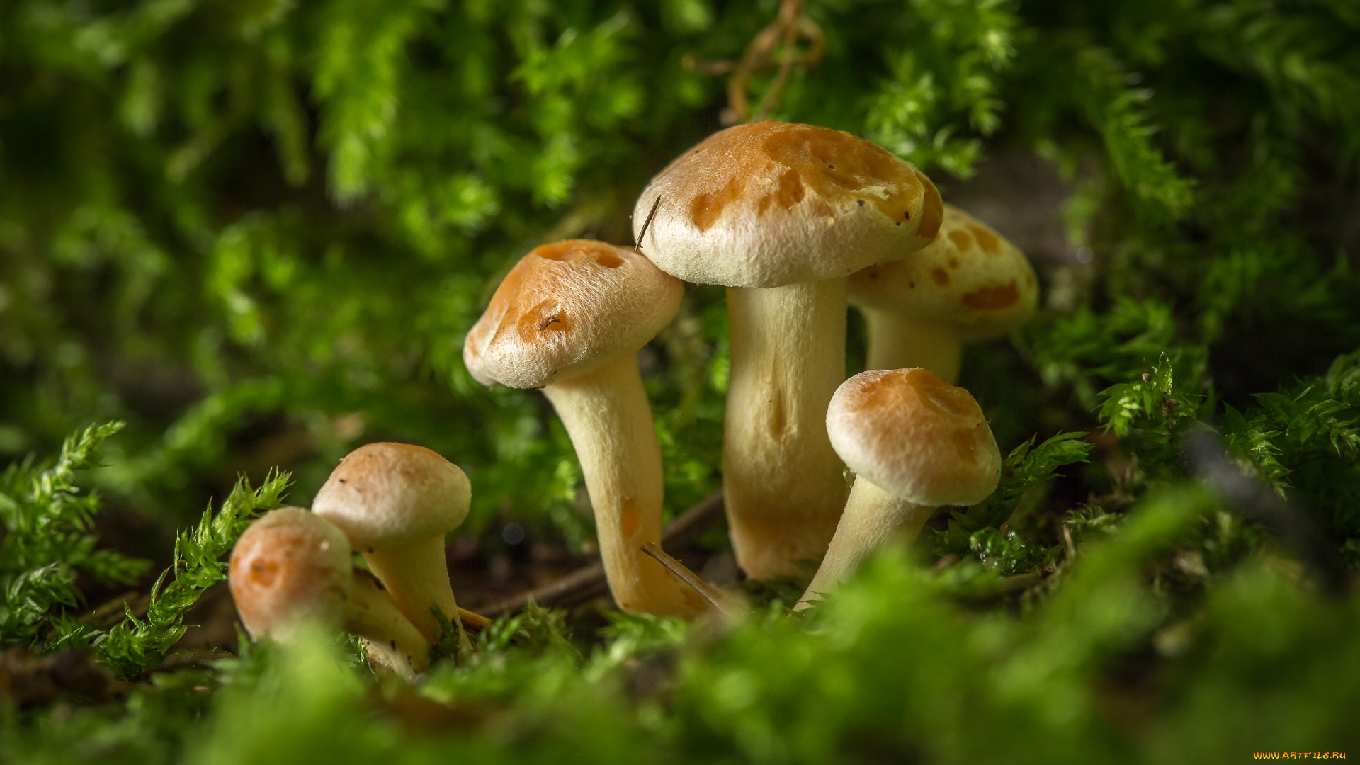 природа, грибы, мох, макро