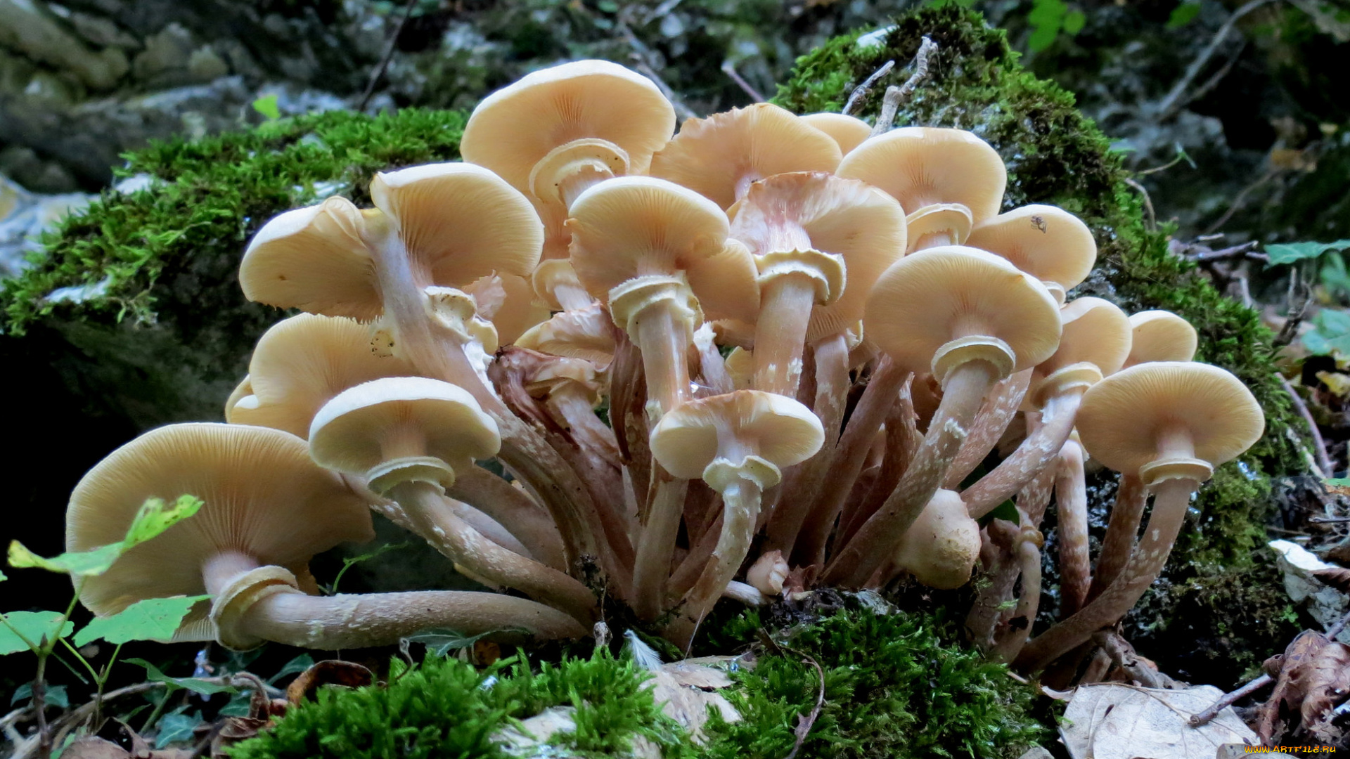 природа, грибы, опята