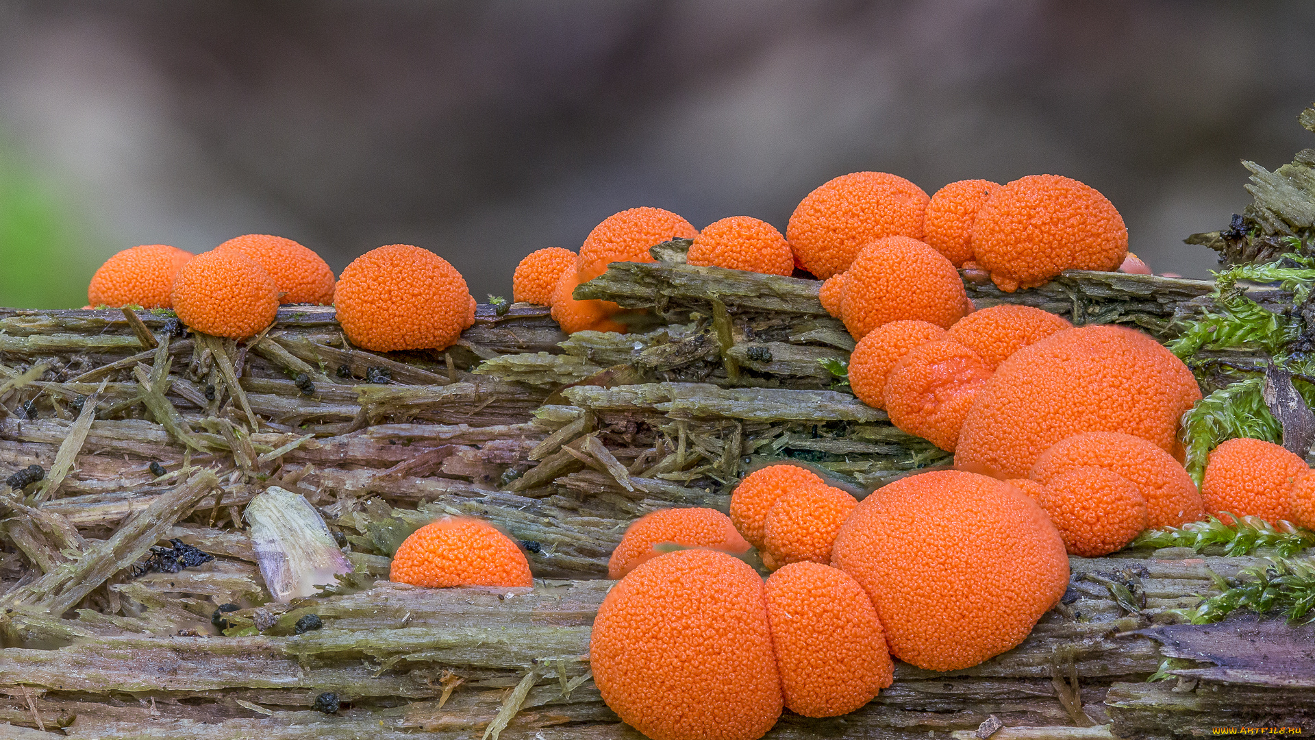 природа, грибы, оранжевые, макро