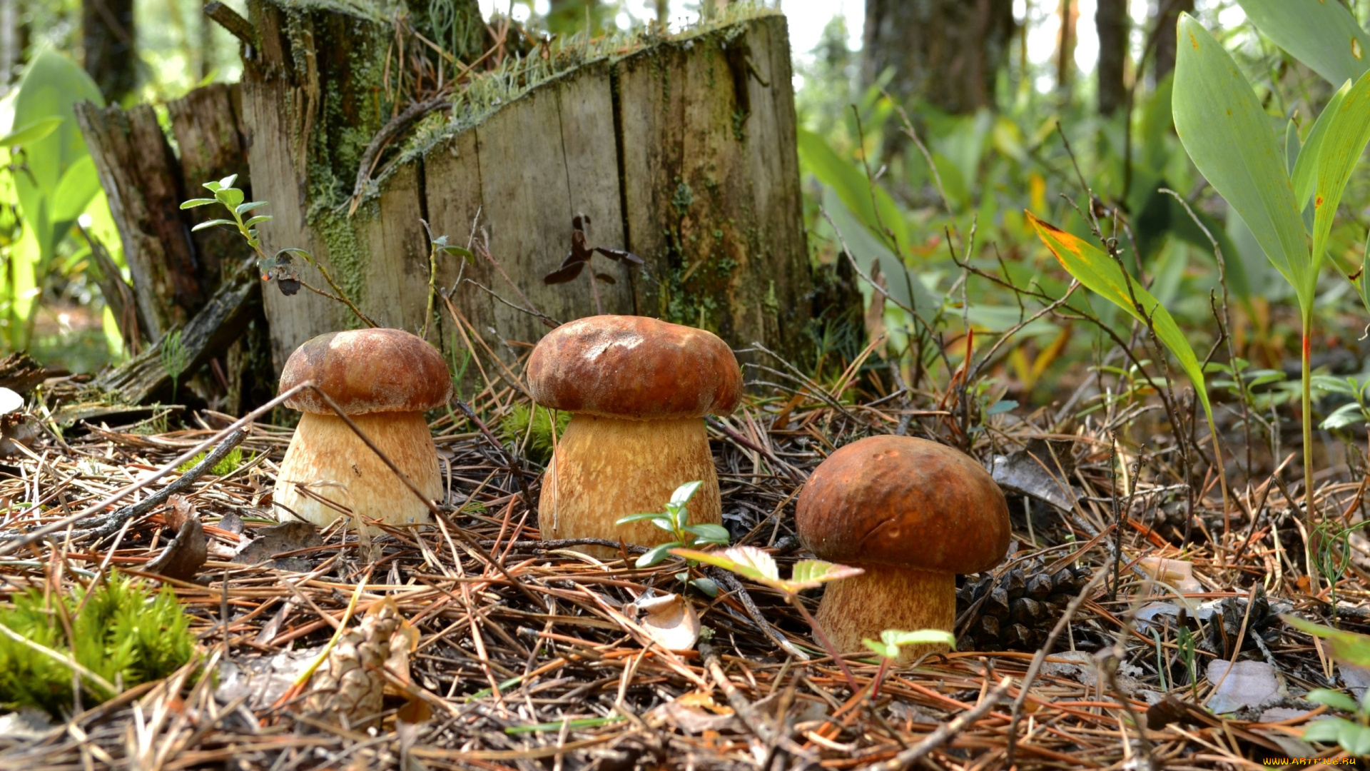 природа, грибы, пень, трио, боровики, лес, хвоя