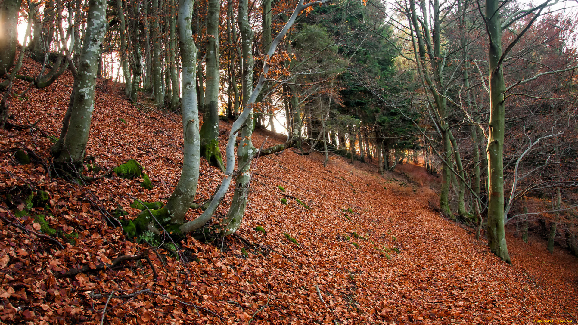 природа, лес, деревья, листва, склон, осень