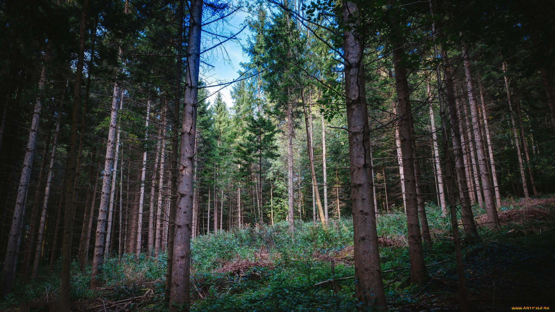 природа, лес, ельник