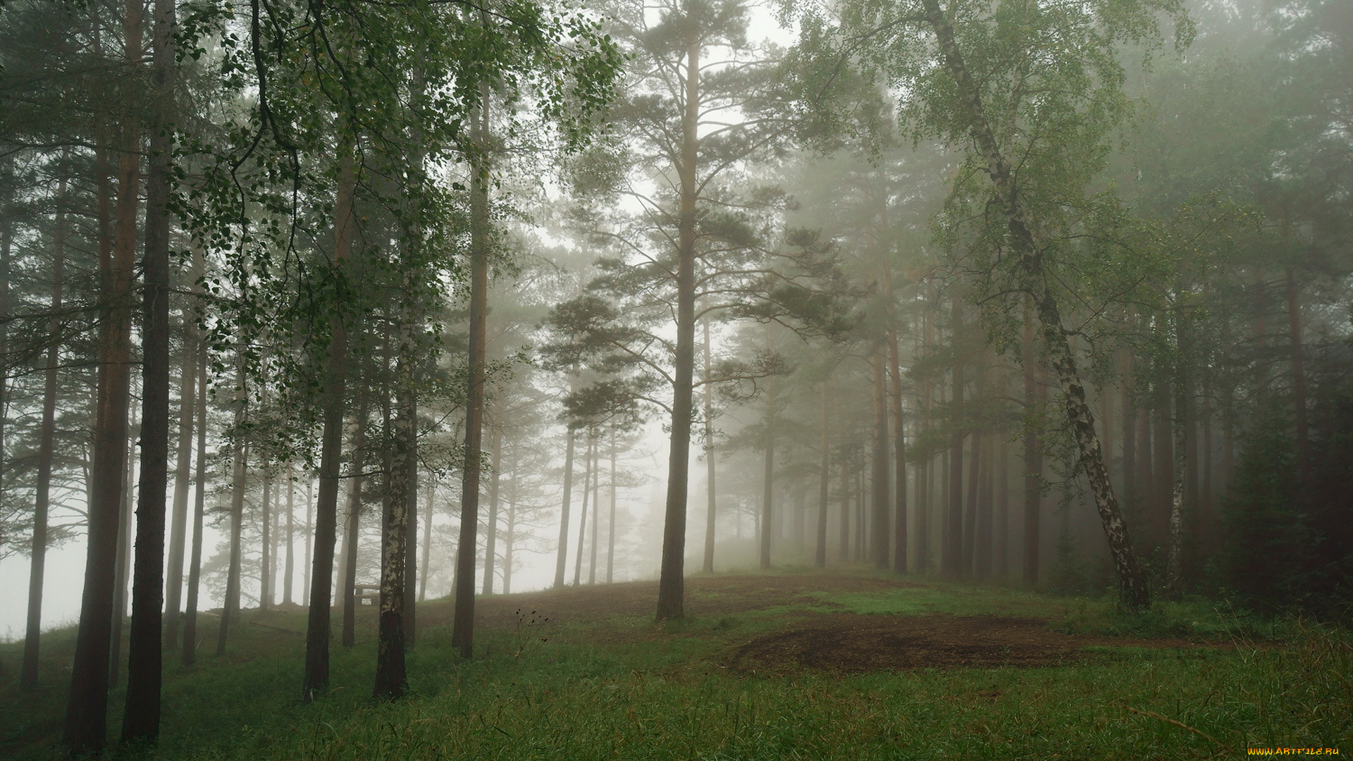 природа, лес, туман