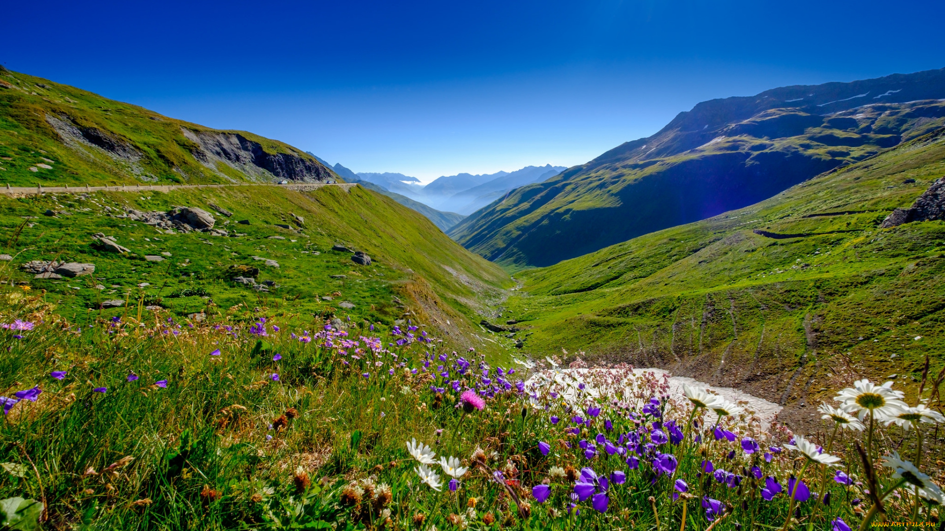 природа, луга, цветы, межгорье